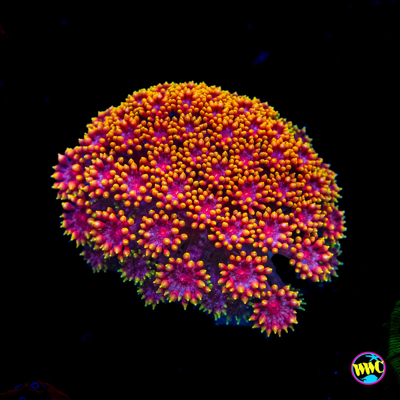 WWC Mai Tai Micro Goniopora