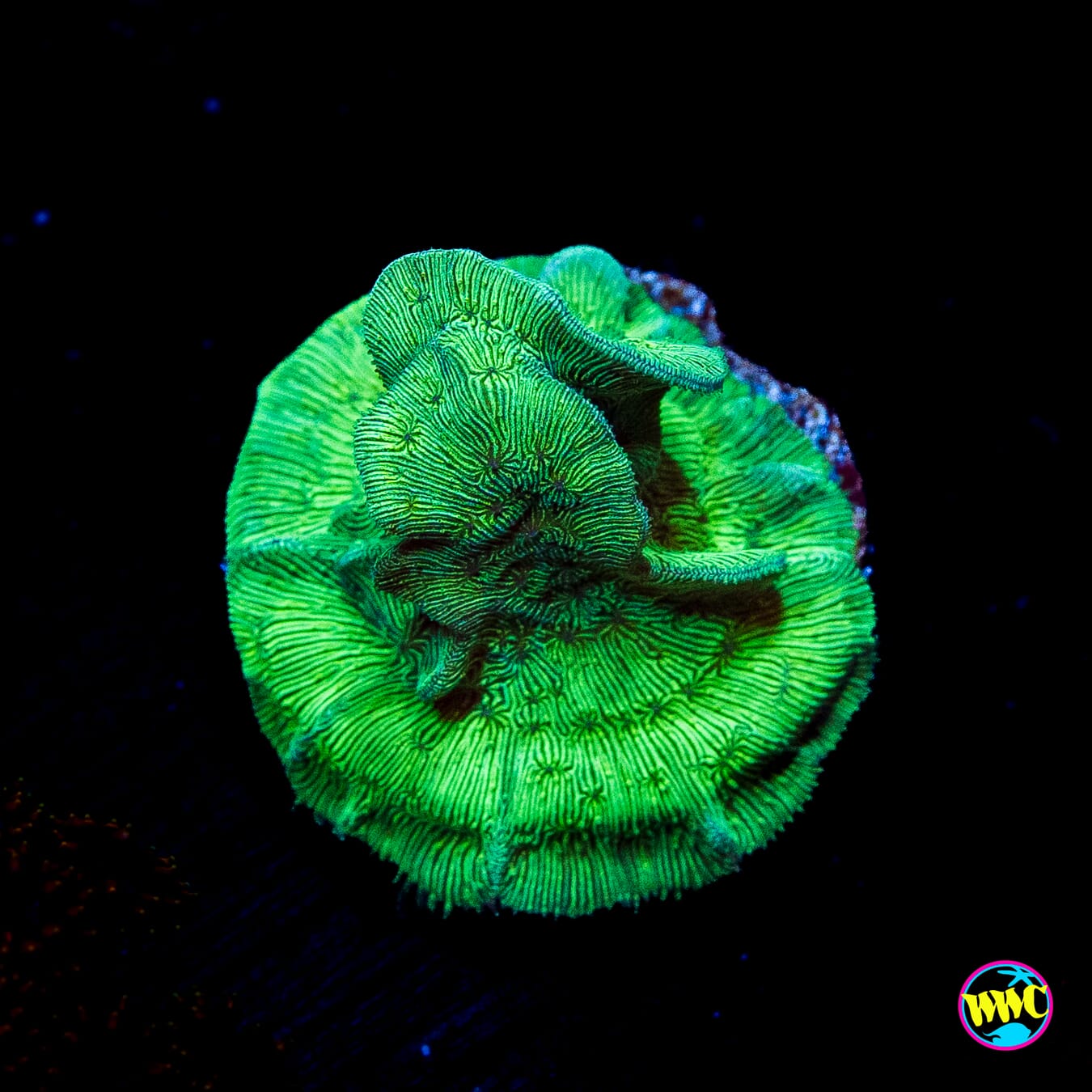 WWC Cactus Pavona