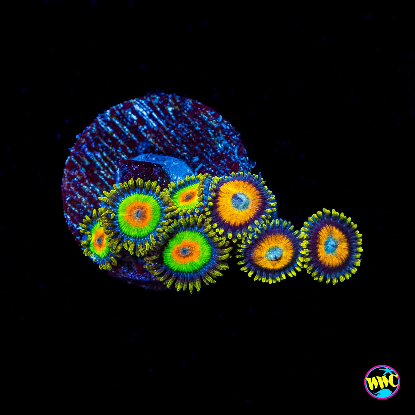 Scrambled Egg and Rasta Combo Zoanthids