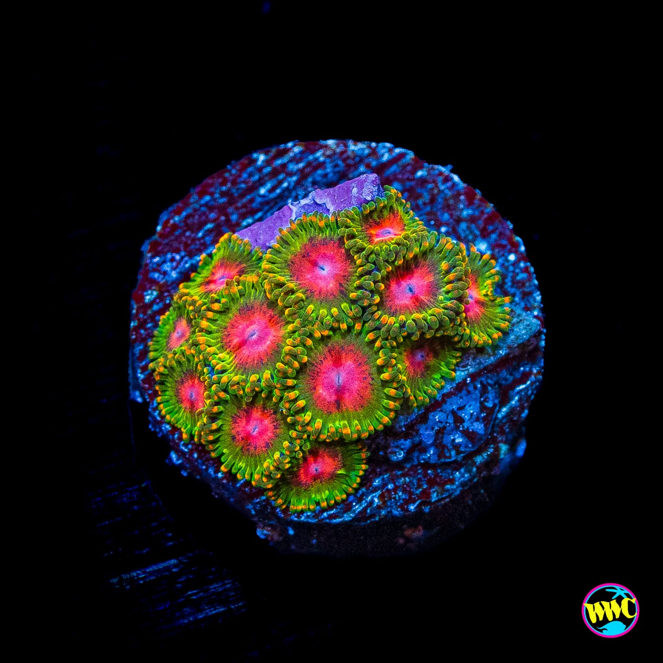 Awesome Blossom Zoanthids