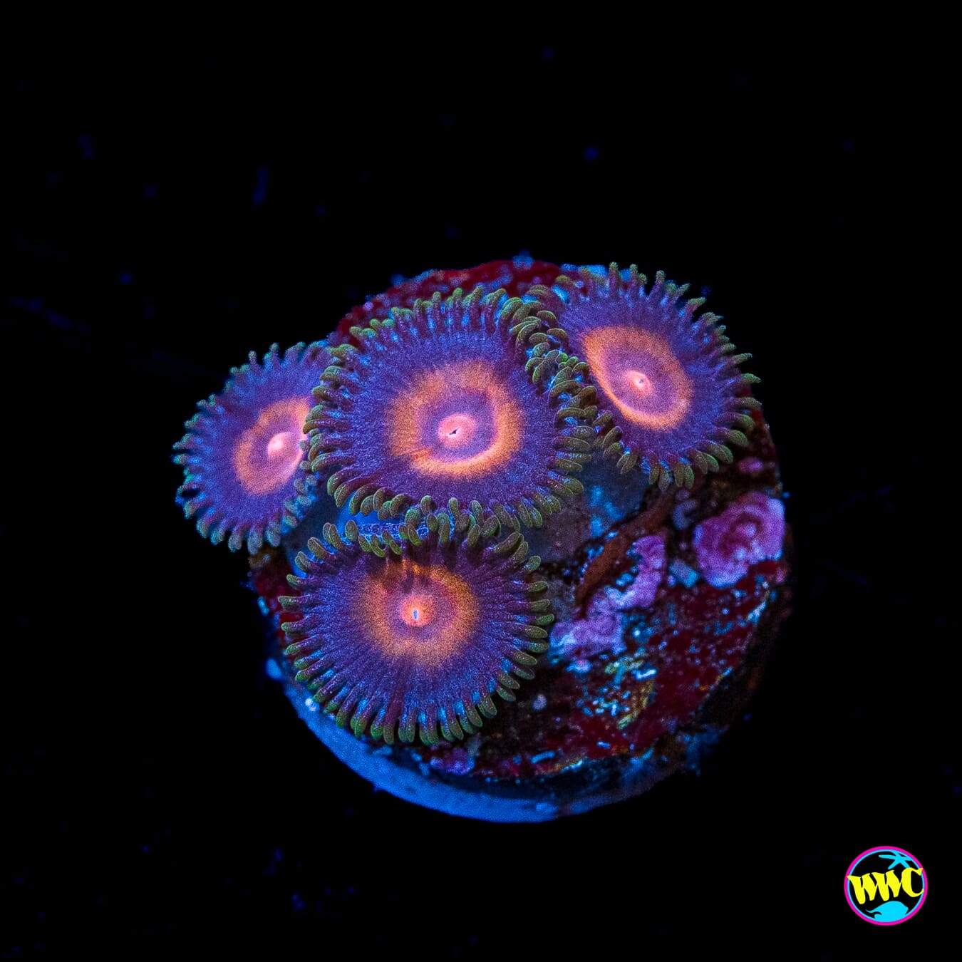 Supergirls Zoanthids