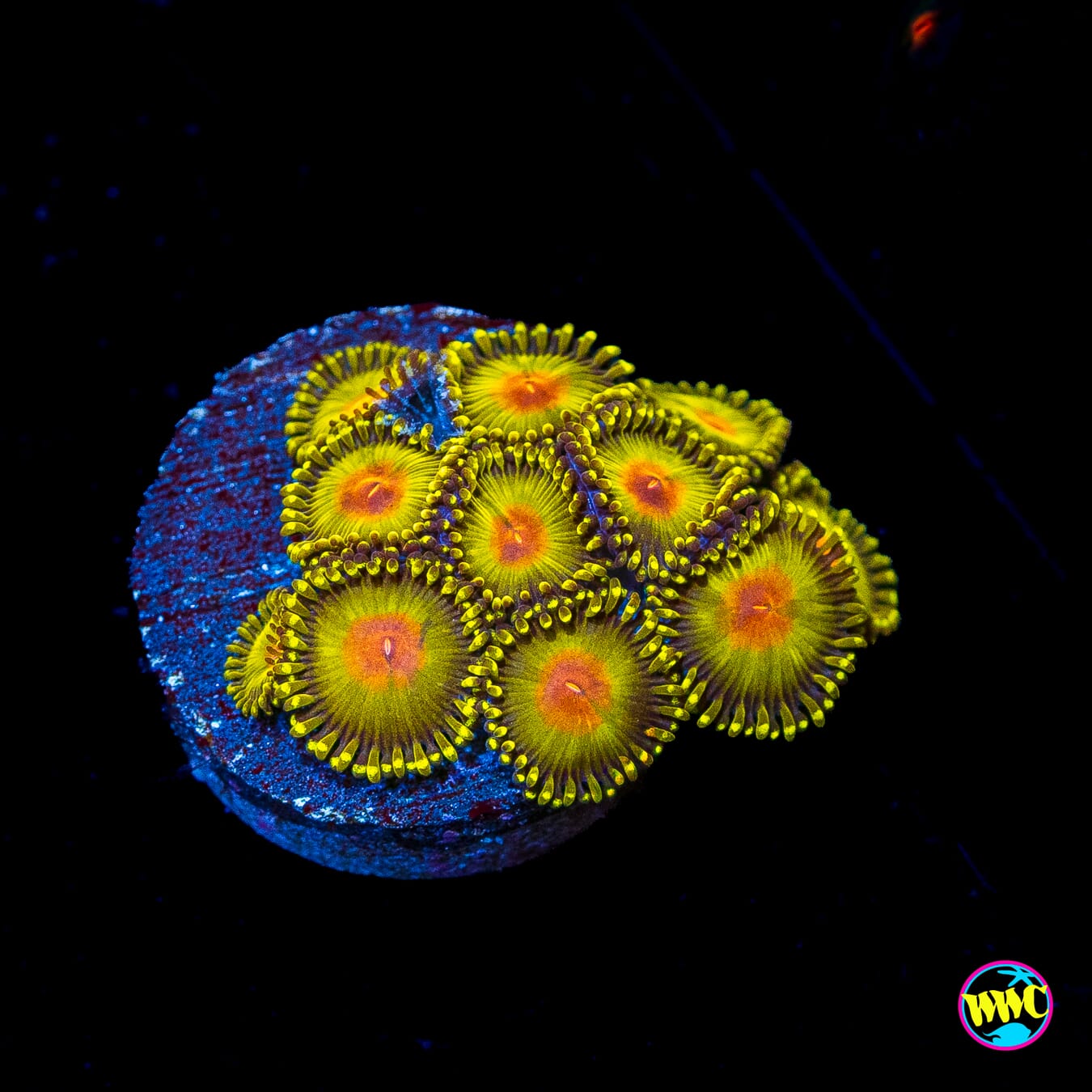 WWC Golden Gods Zoanthids