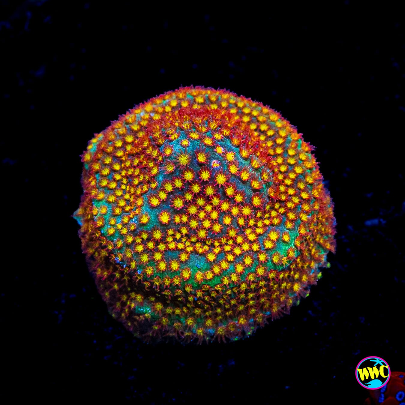 WWC Close Encounter Stylocoeniella