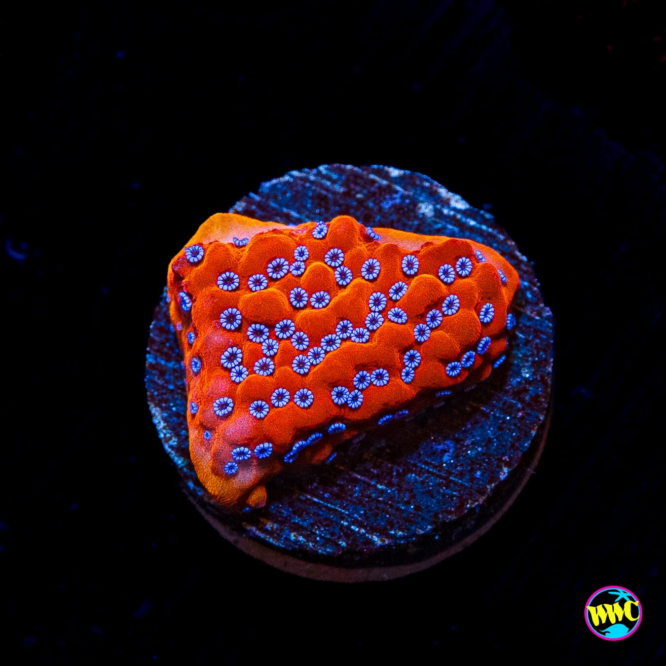 WWC Frost Mage Montipora