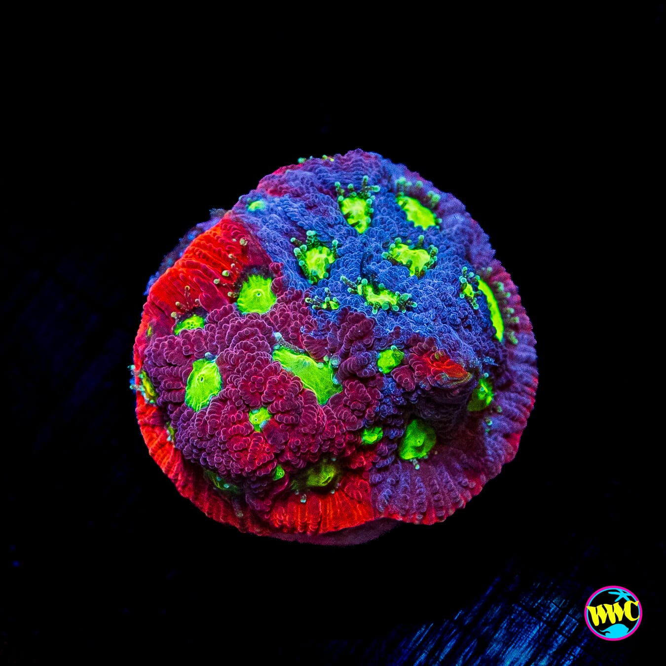 WWC Graffiti War Coral