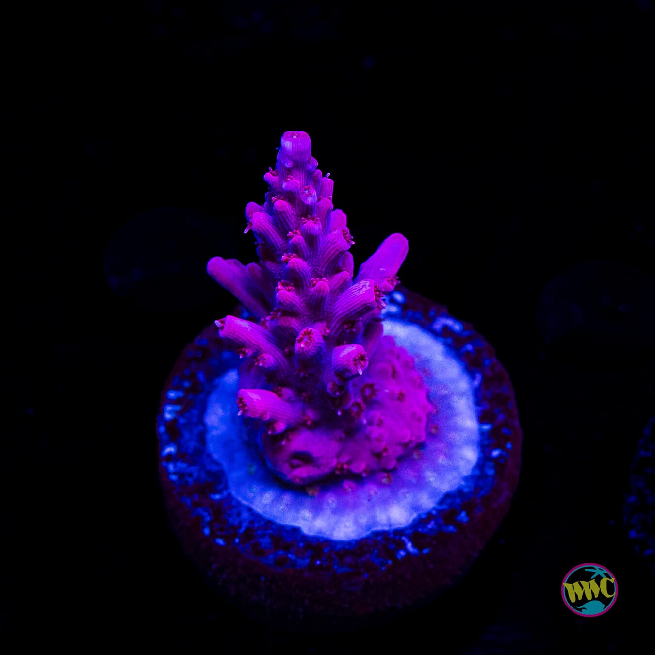 WWC Frozen Rose Acropora