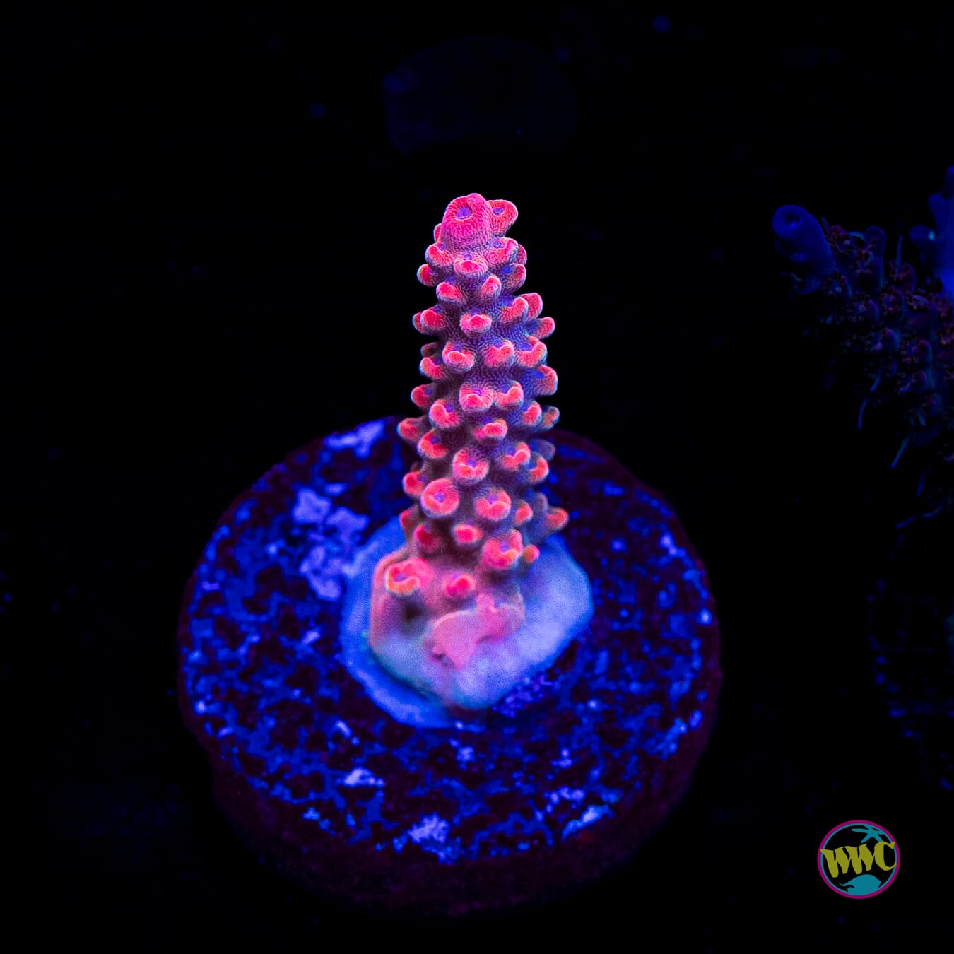WWC Pantera Rosa Acropora