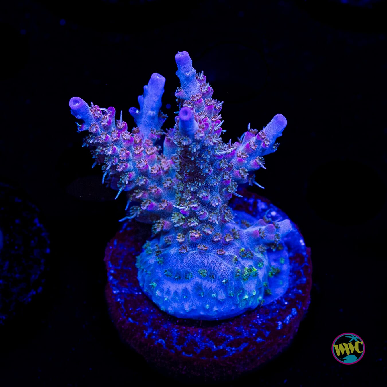 WWC Grizzly Adams Acropora