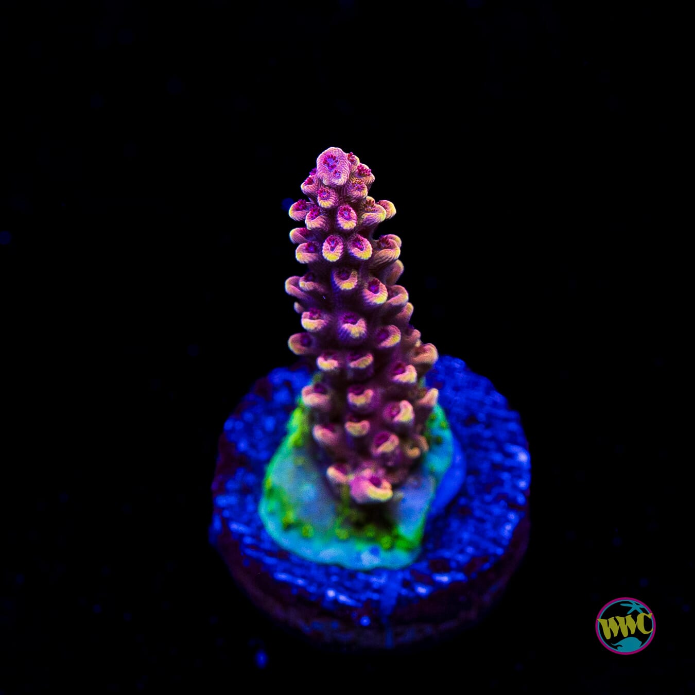 WWC Terra Red Acropora