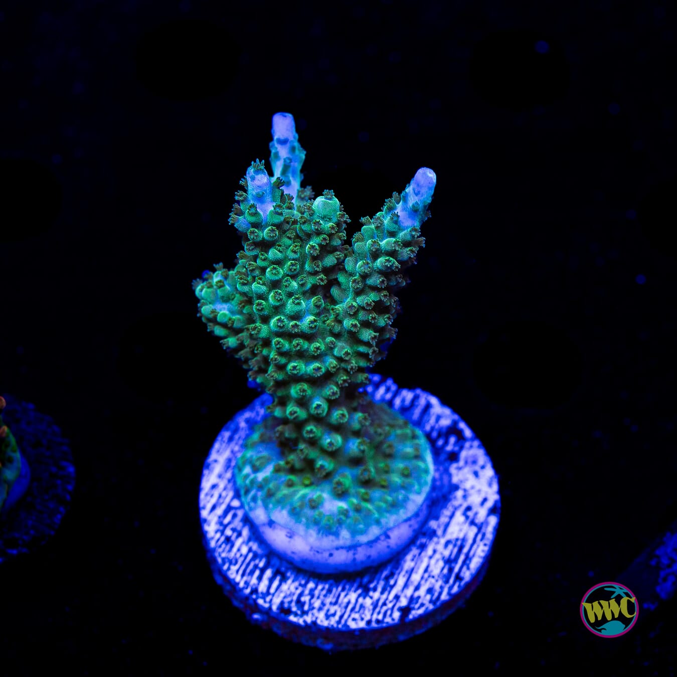 WWC Green Lightning Stag Acropora