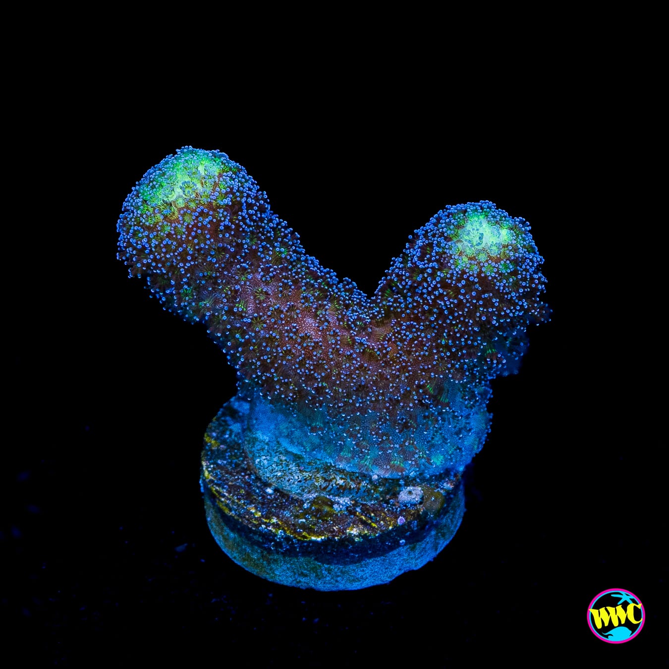 WWC Blue Stylophora