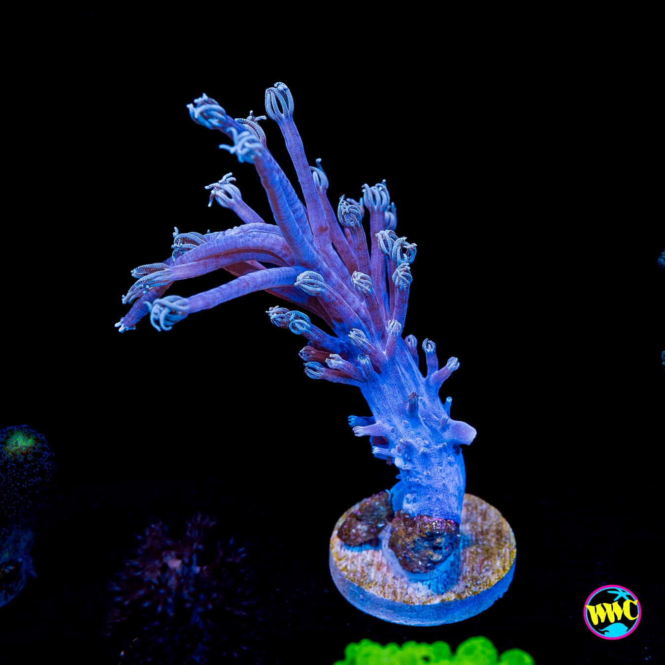 WWC Purple Cespitularia