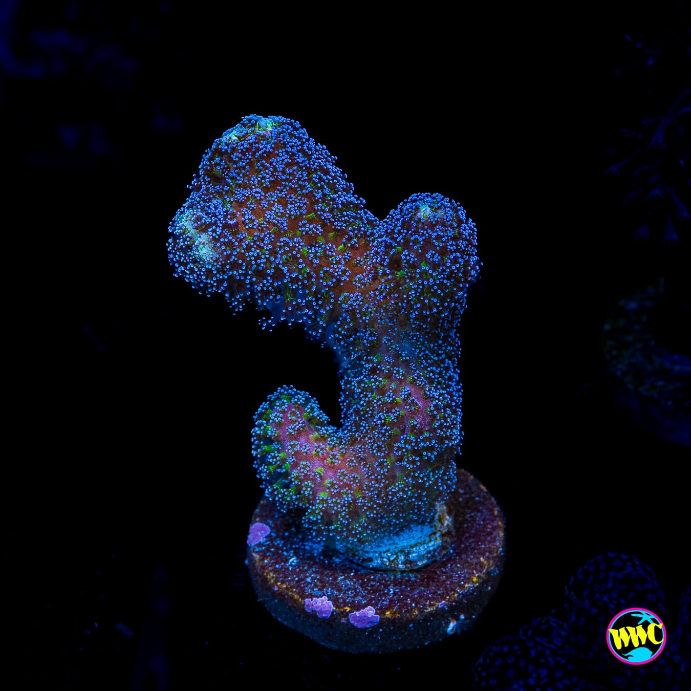 WWC Blue Stylophora