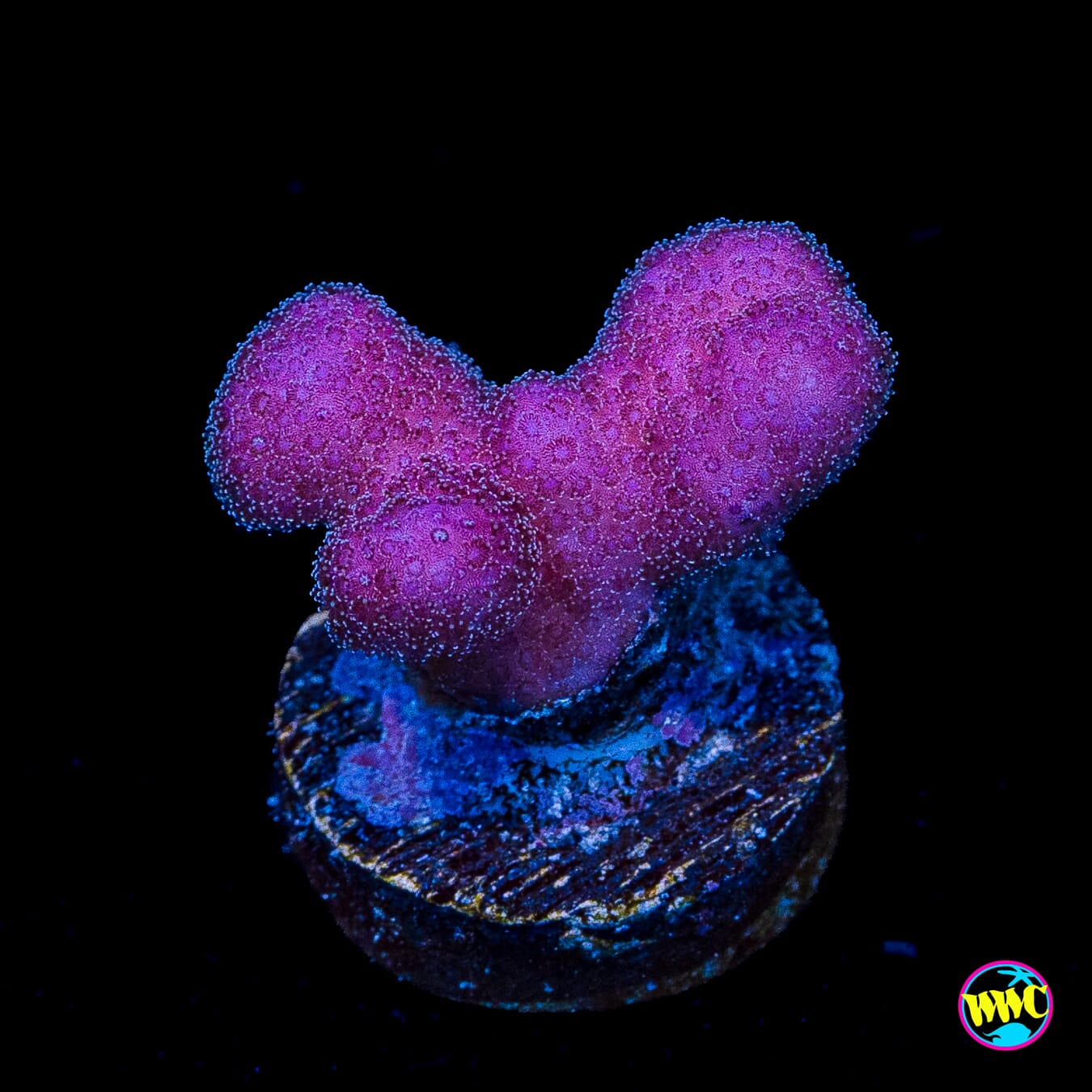 WWC Purple Stylophora