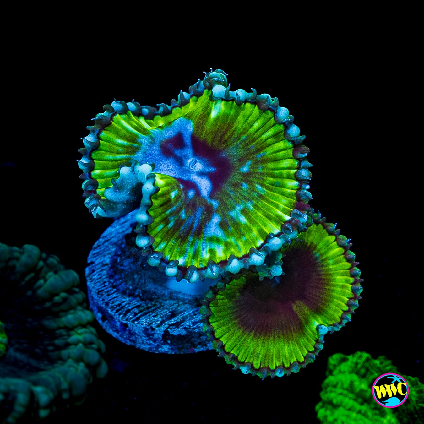 WWC Emerald Grandis Palythoa