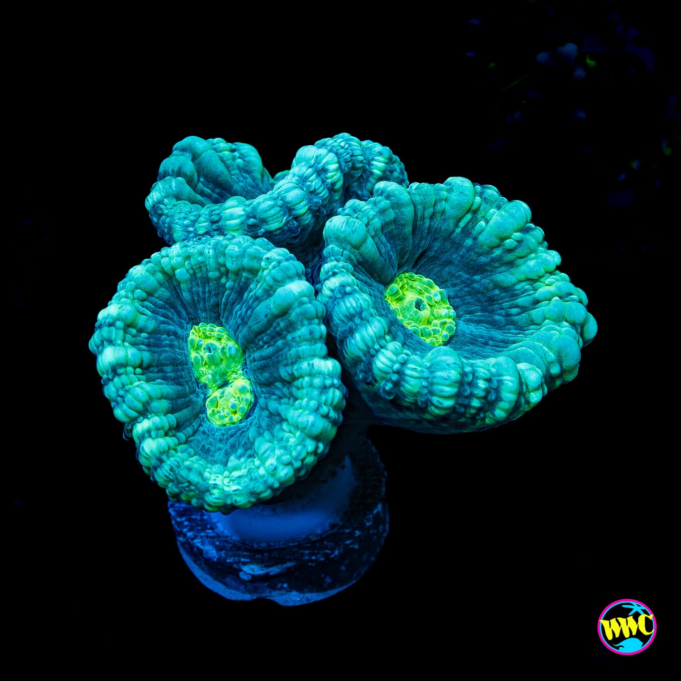 WWC Bulbysaur Candy Cane