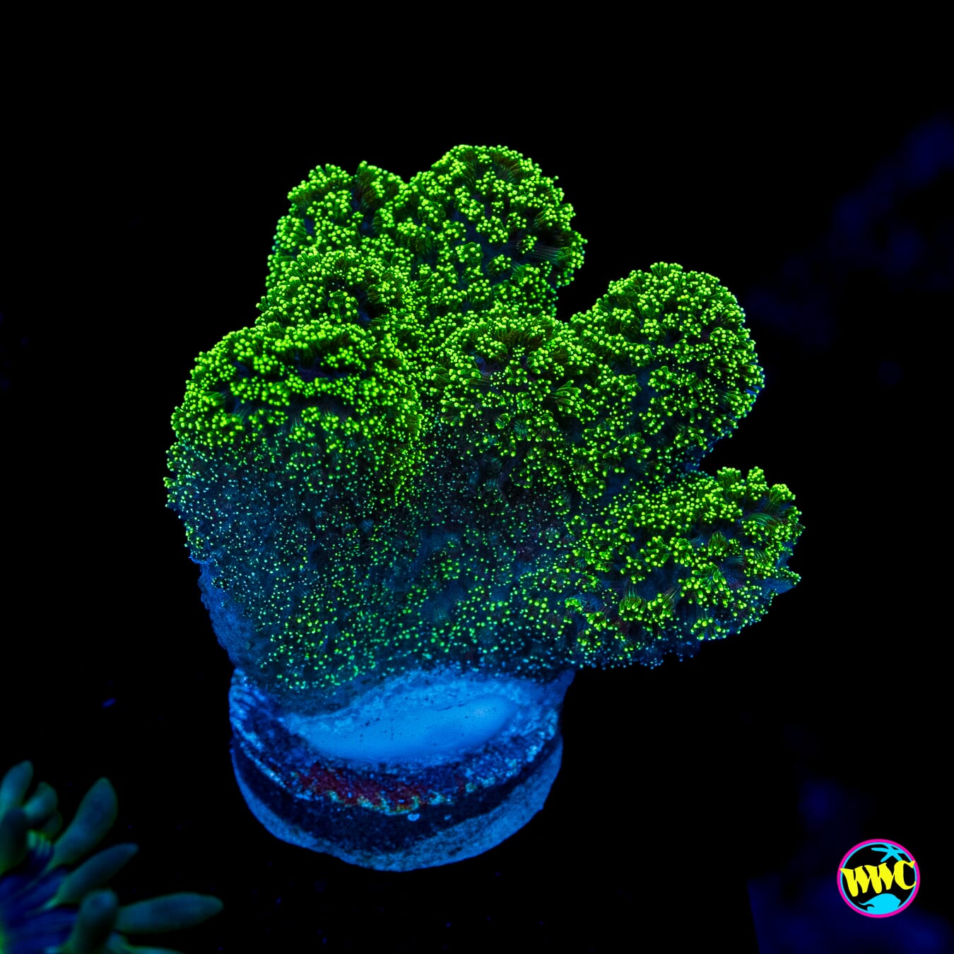 WWC Green Goblin Stylophora