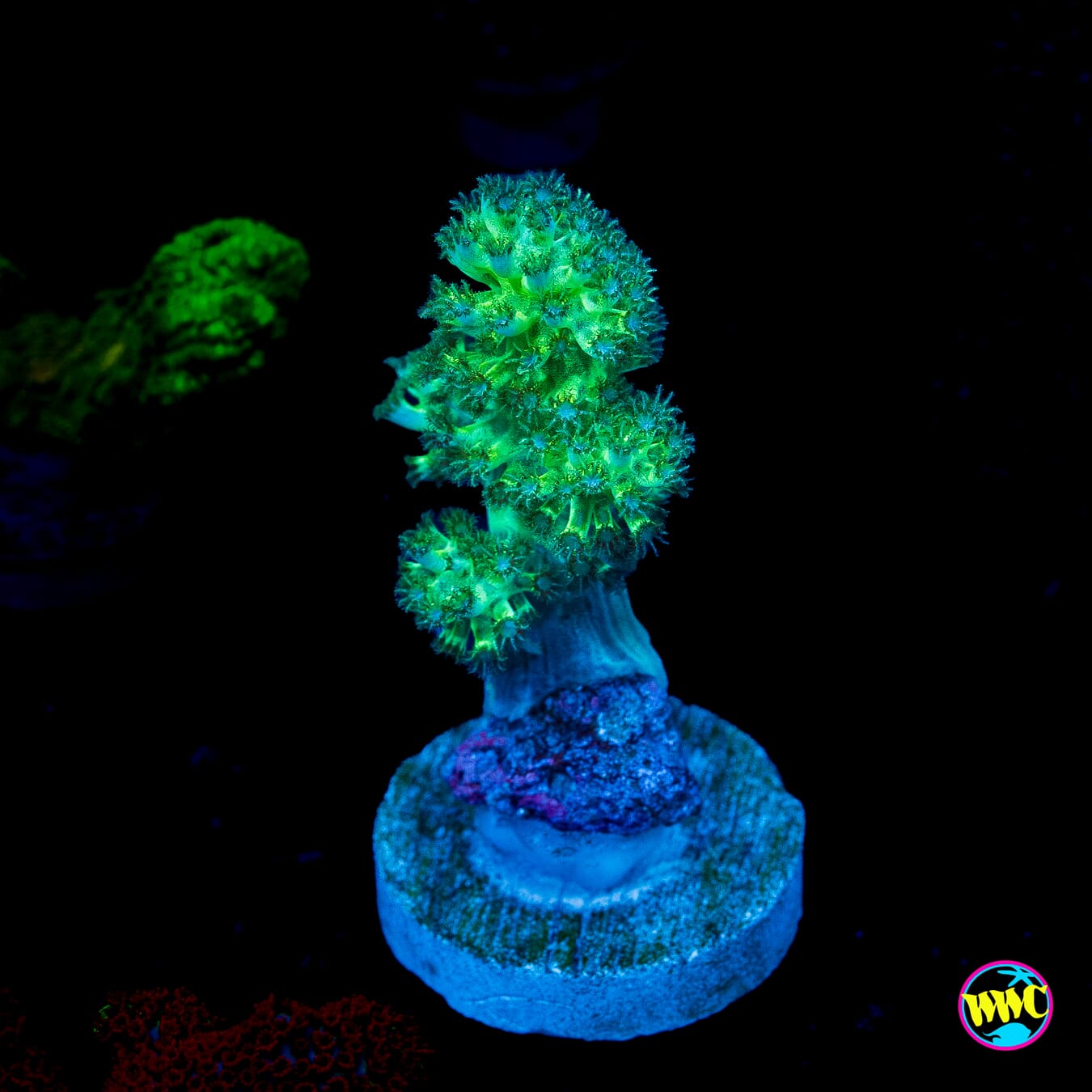 WWC Kaiju Hairy Leather