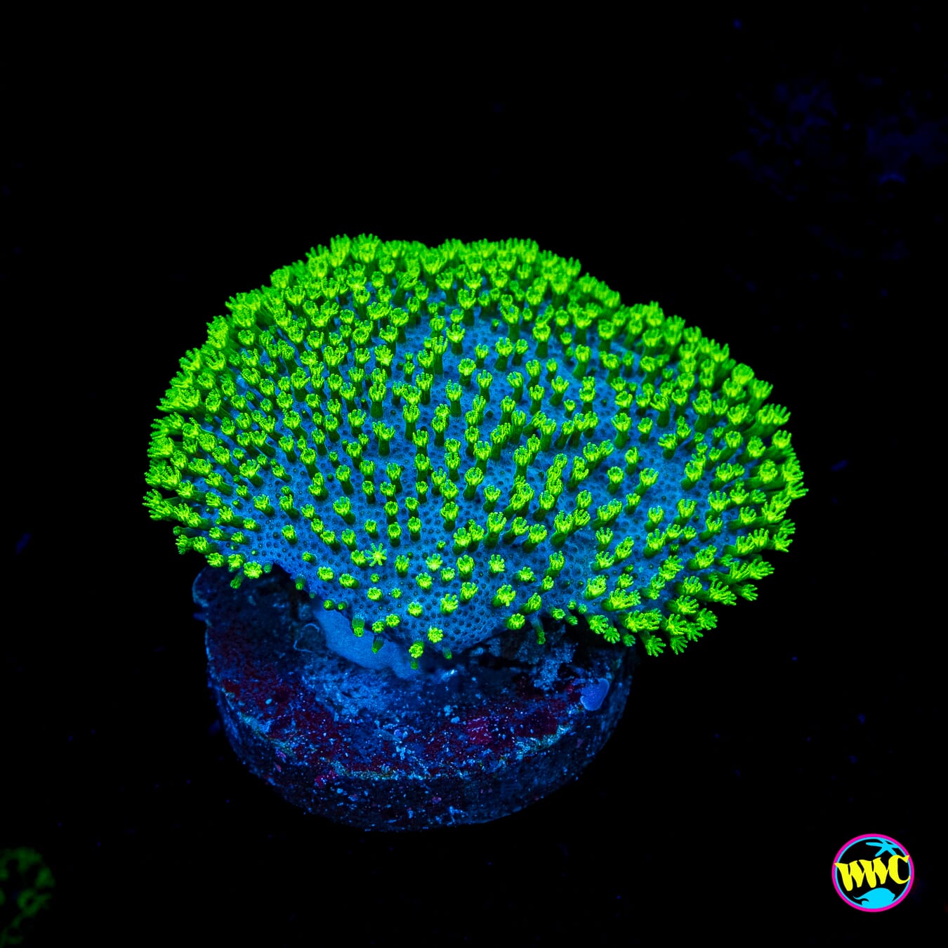 WWC Neon Polyp Toadstool Leather