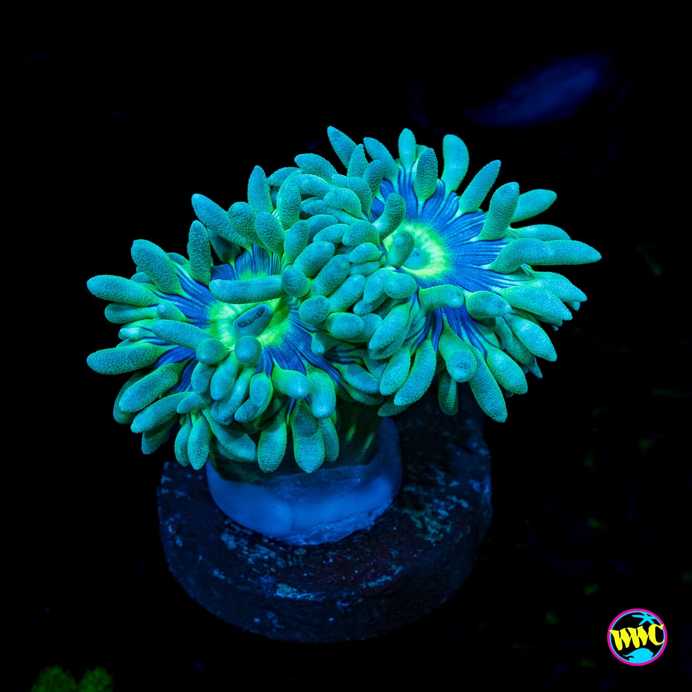 WWC Blue Ring Duncan