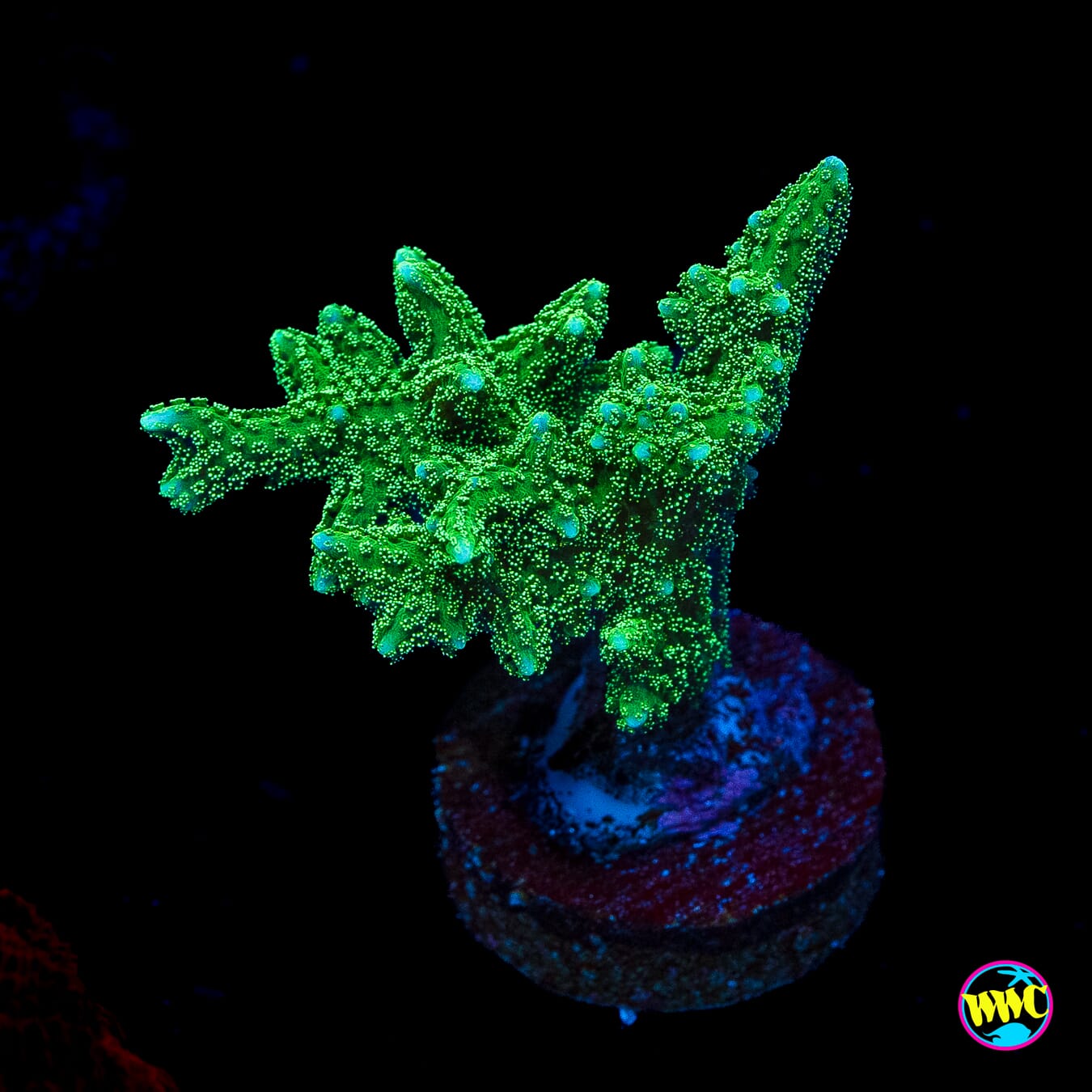 RW Jade Dragon Birdsnest