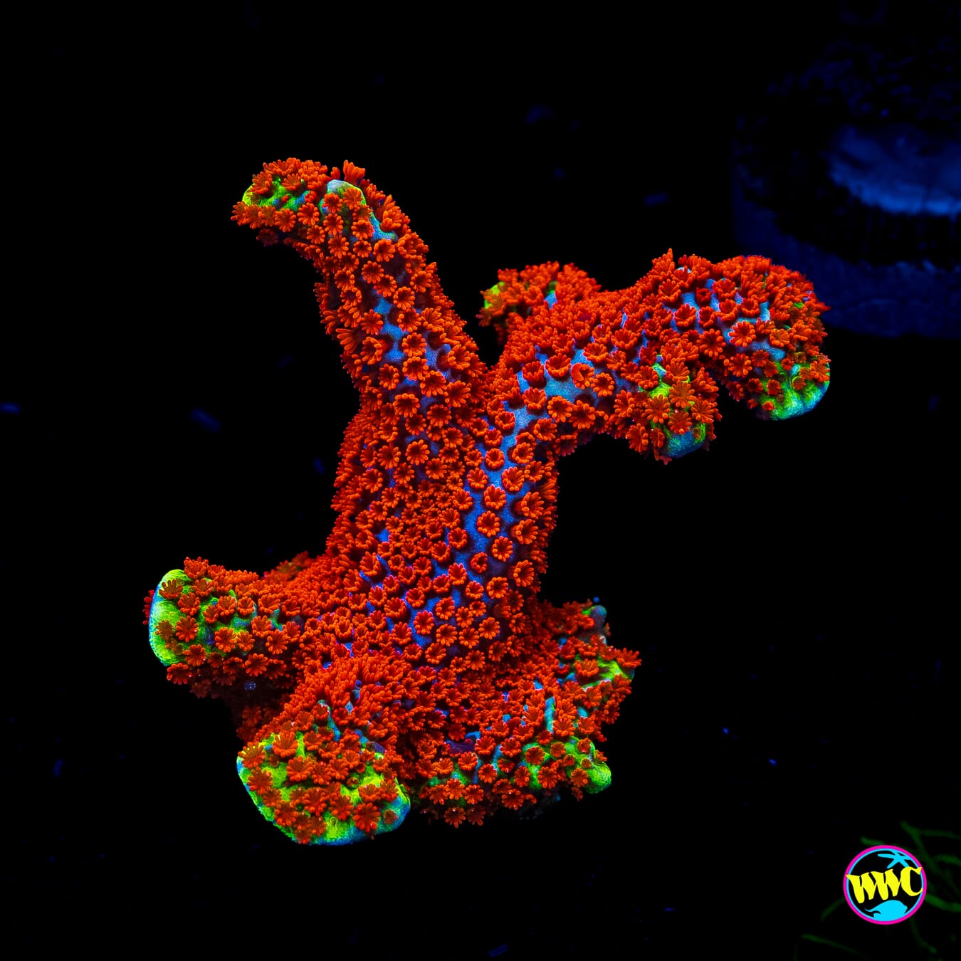 Bubblegum Digitata Montipora