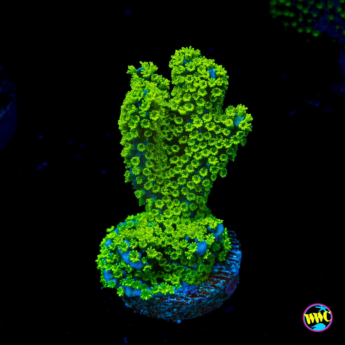 Tubbs Stellata Montipora
