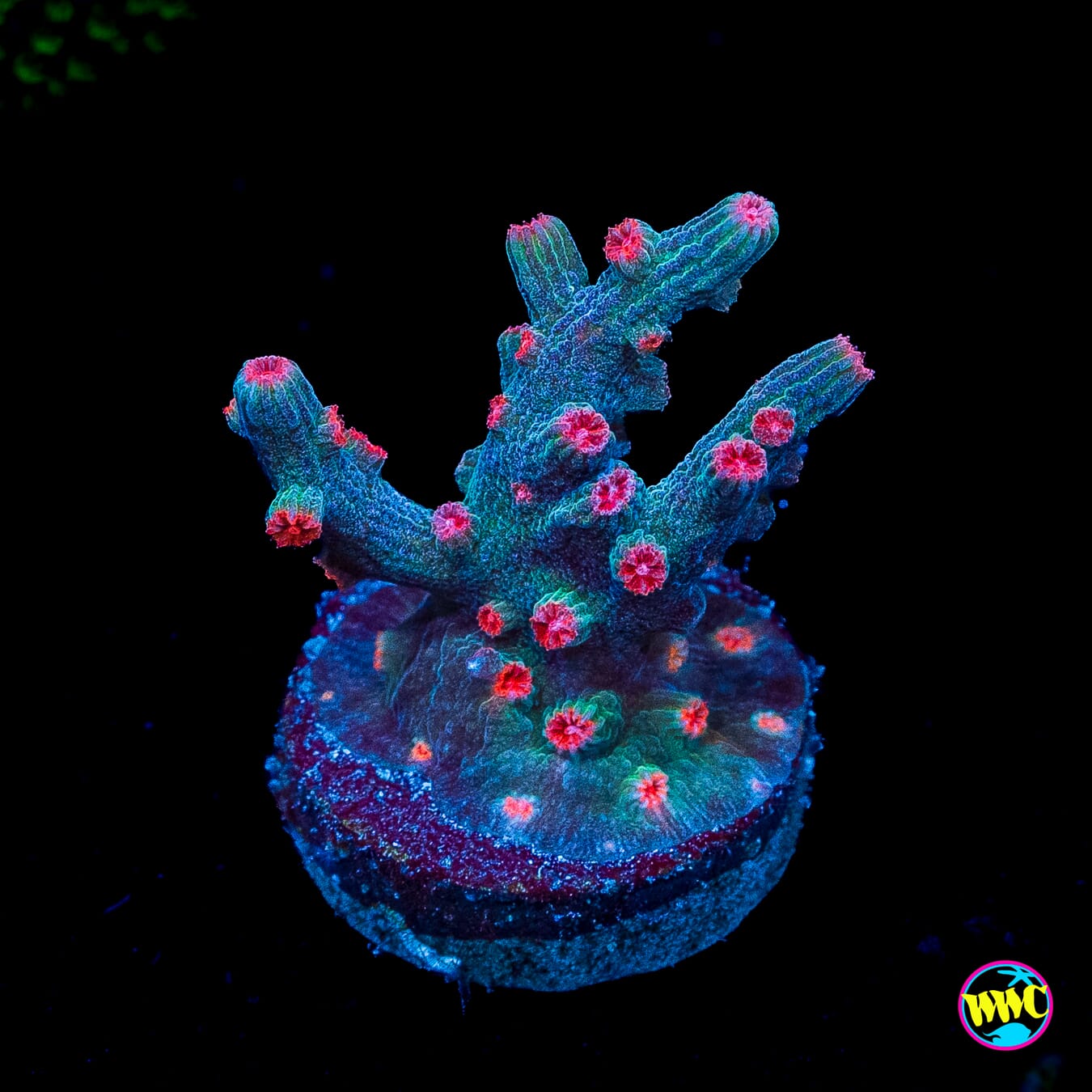 WWC Prismatic Branching Cyphastrea