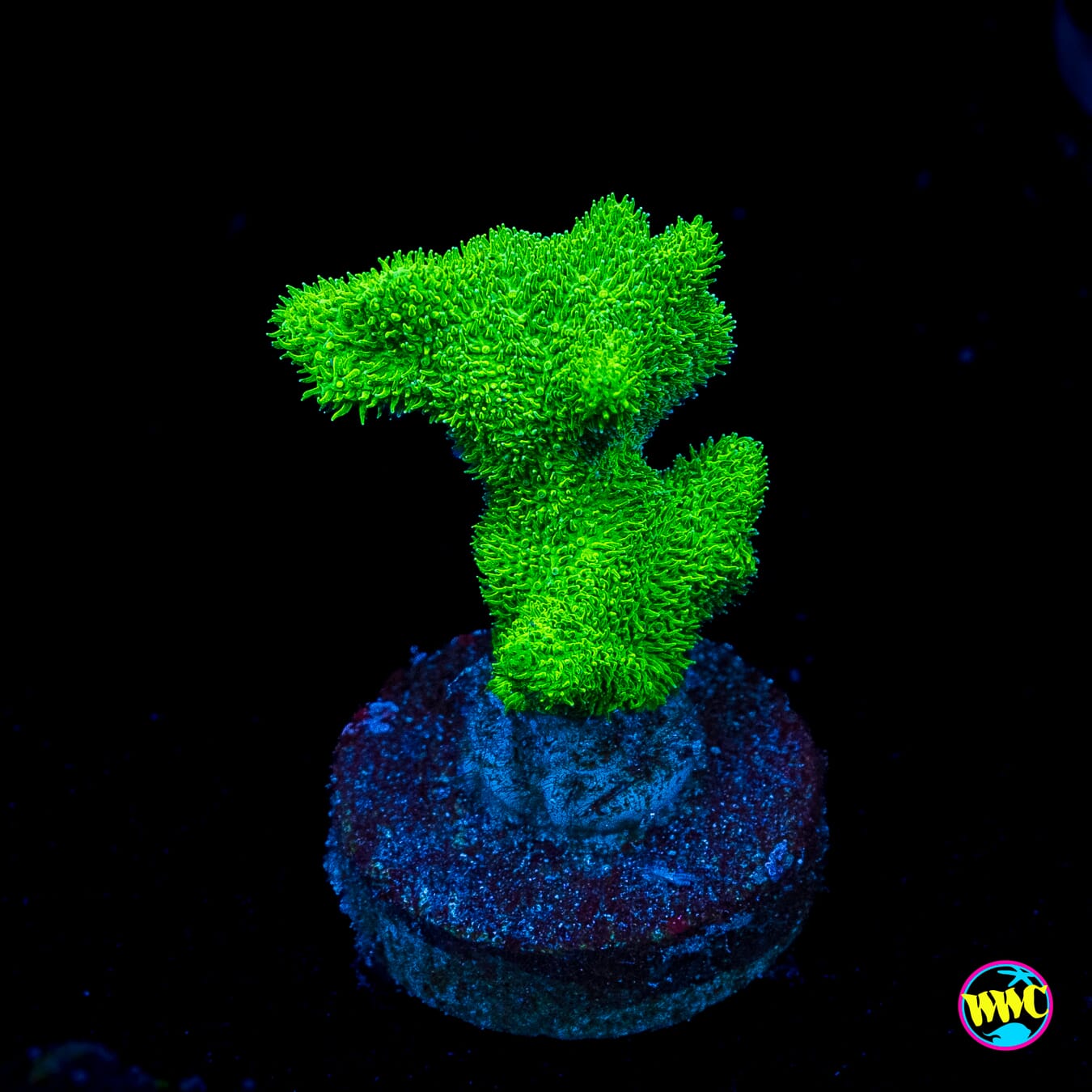 ORA Kelly Green Branching Psammocora