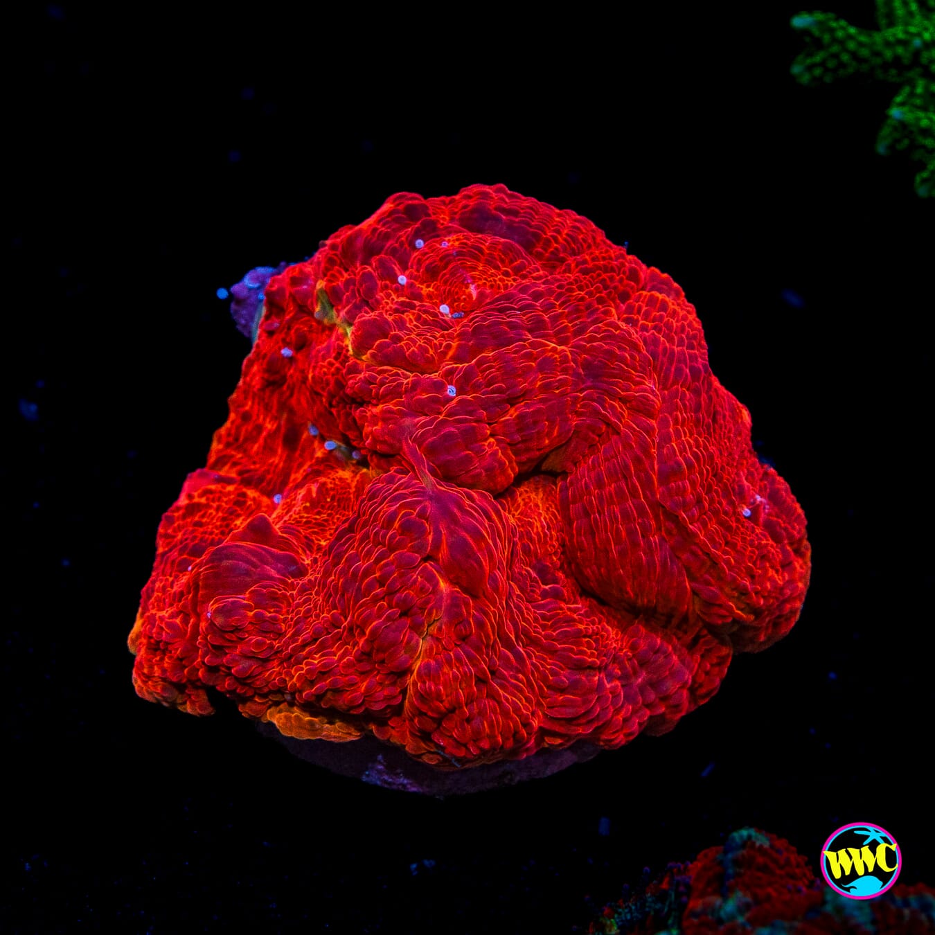 Grafted Cherry Pie Bowerbanki