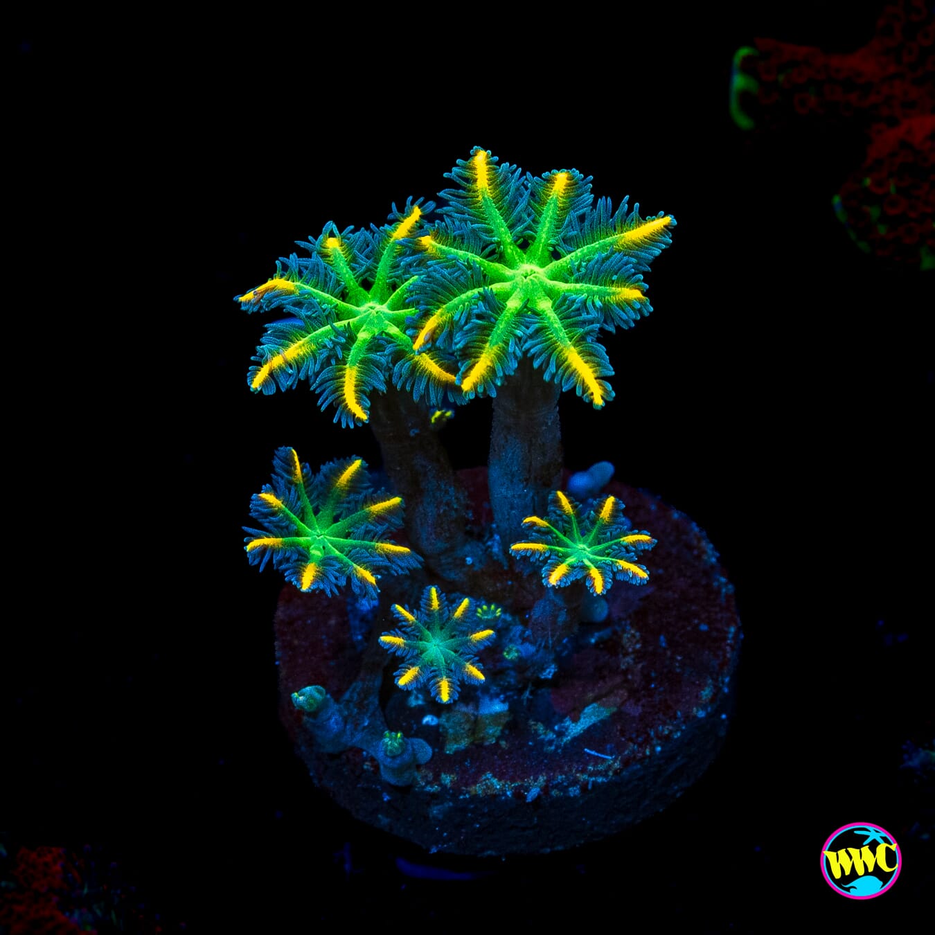 WWC Flower Power Clove Polyps