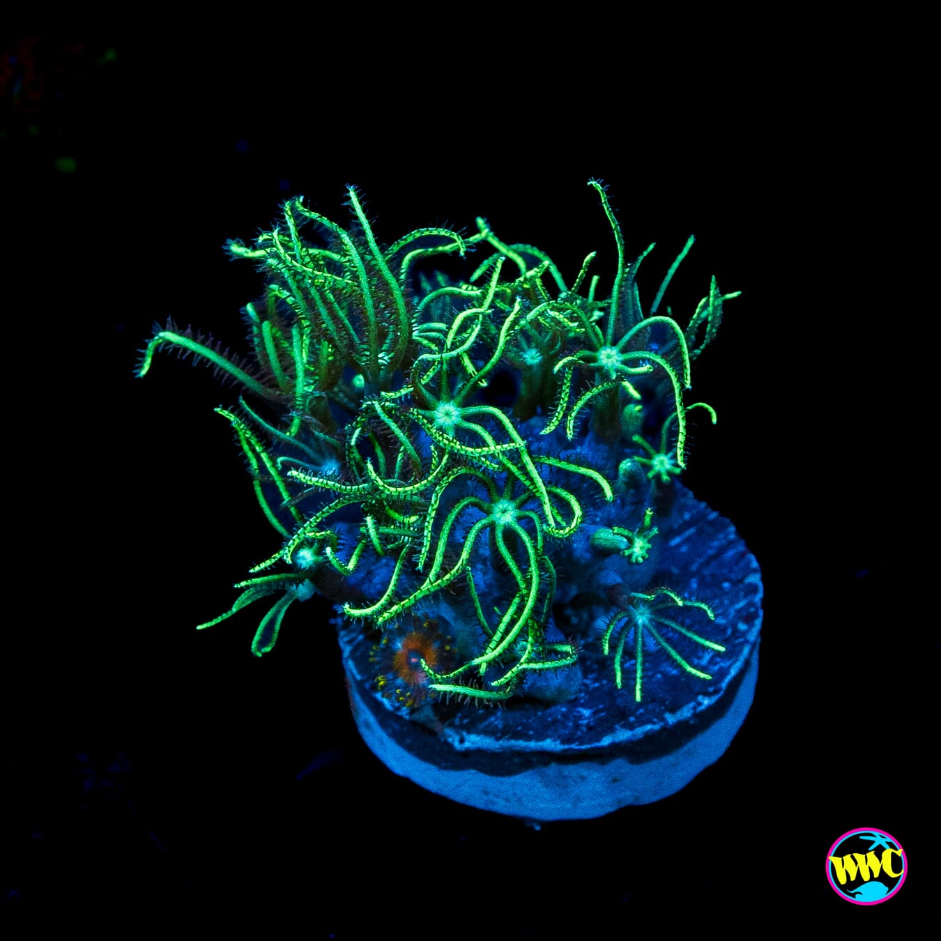 WWC Sizzling Star Polyps