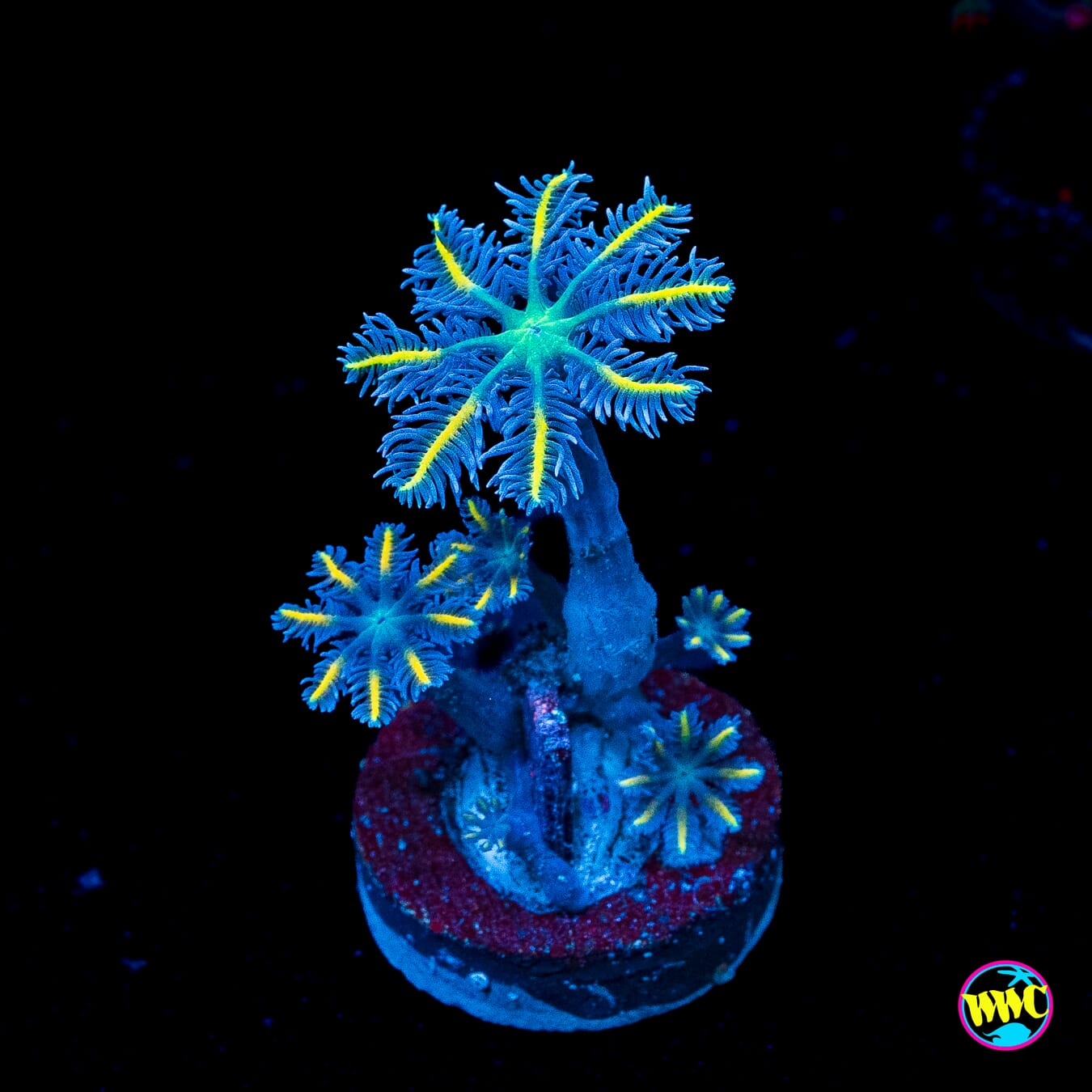 Lemon Tipped Clove Polyps