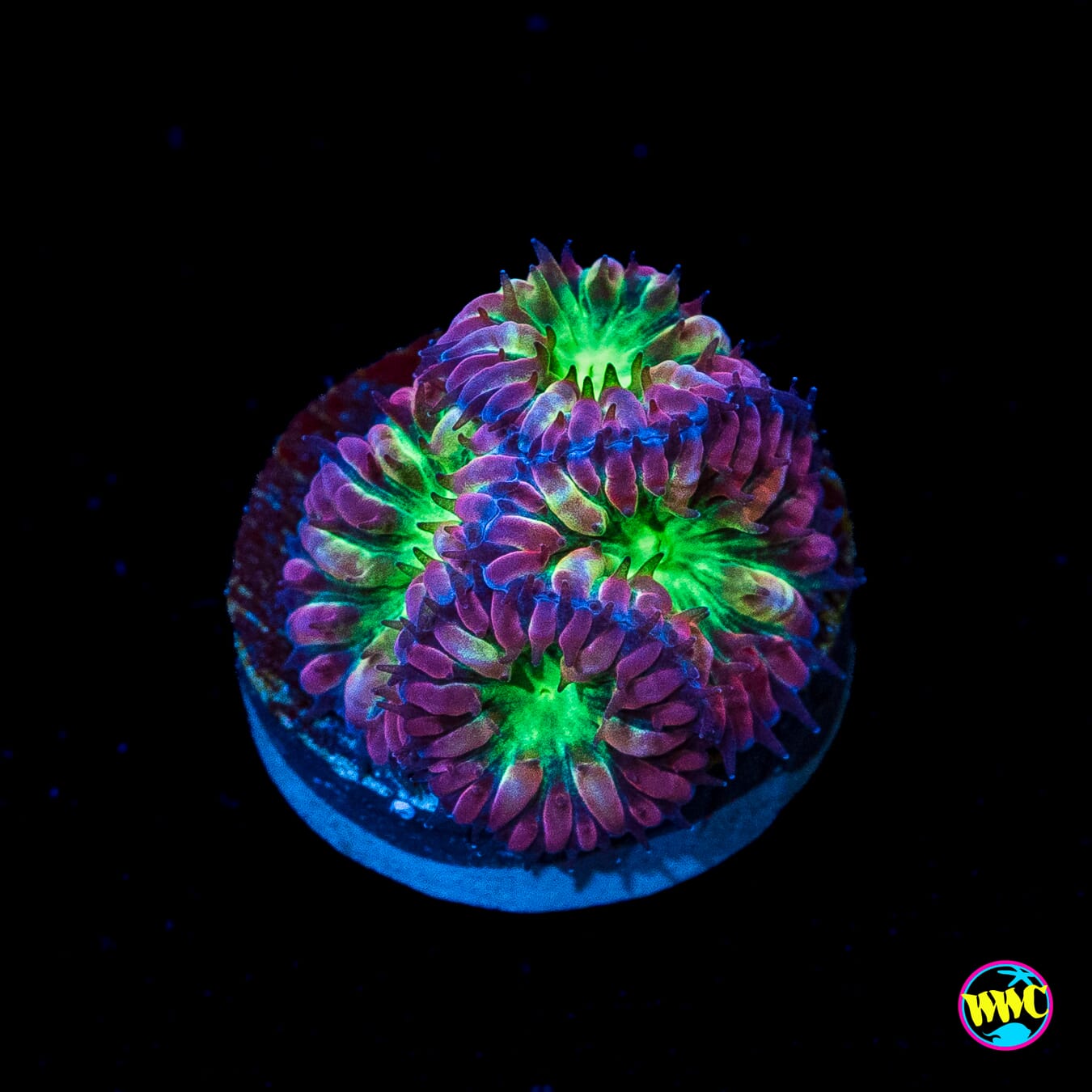 Merletti Blastomussa