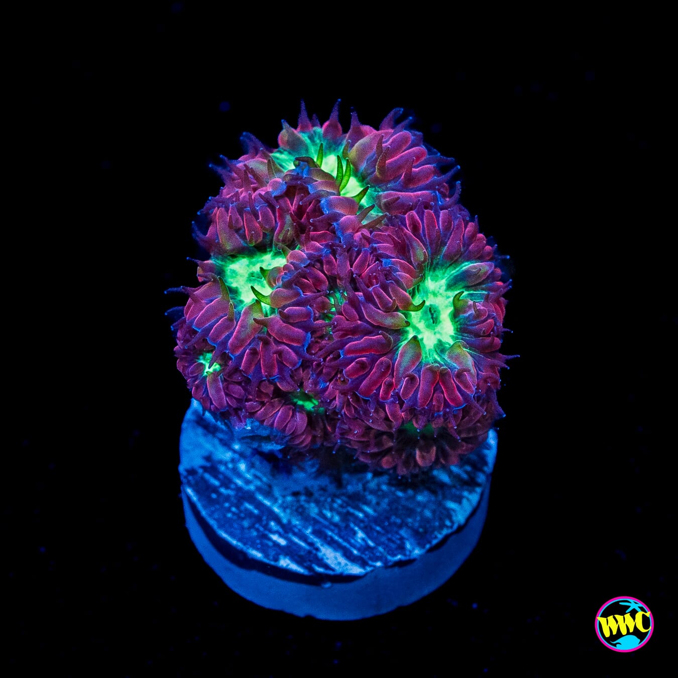 Merletti Blastomussa