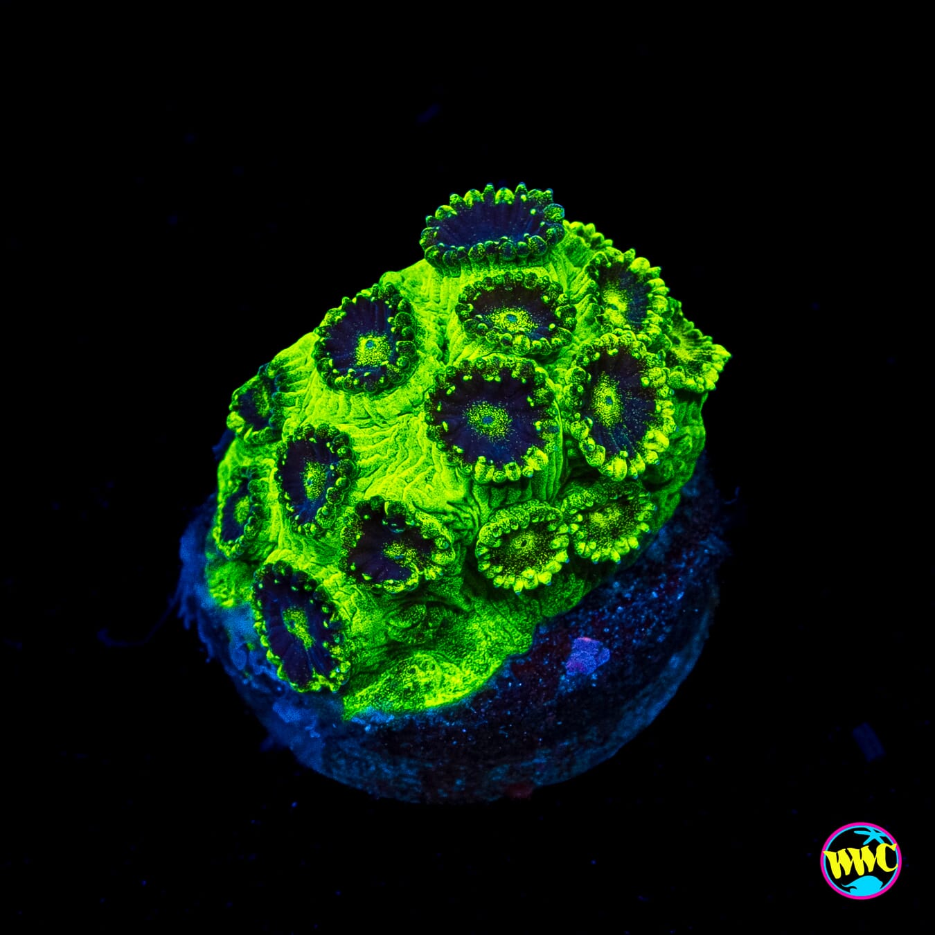 WWC Mint Chip Plesiastrea