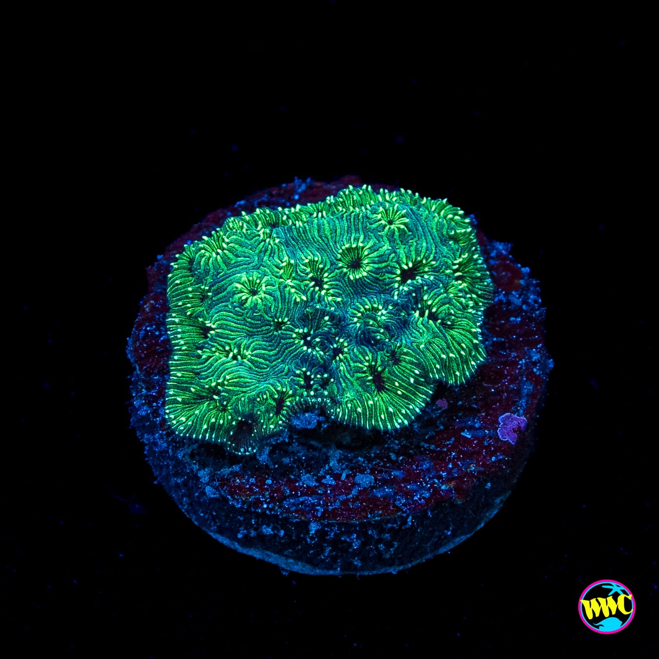 WWC Emerald Pavona