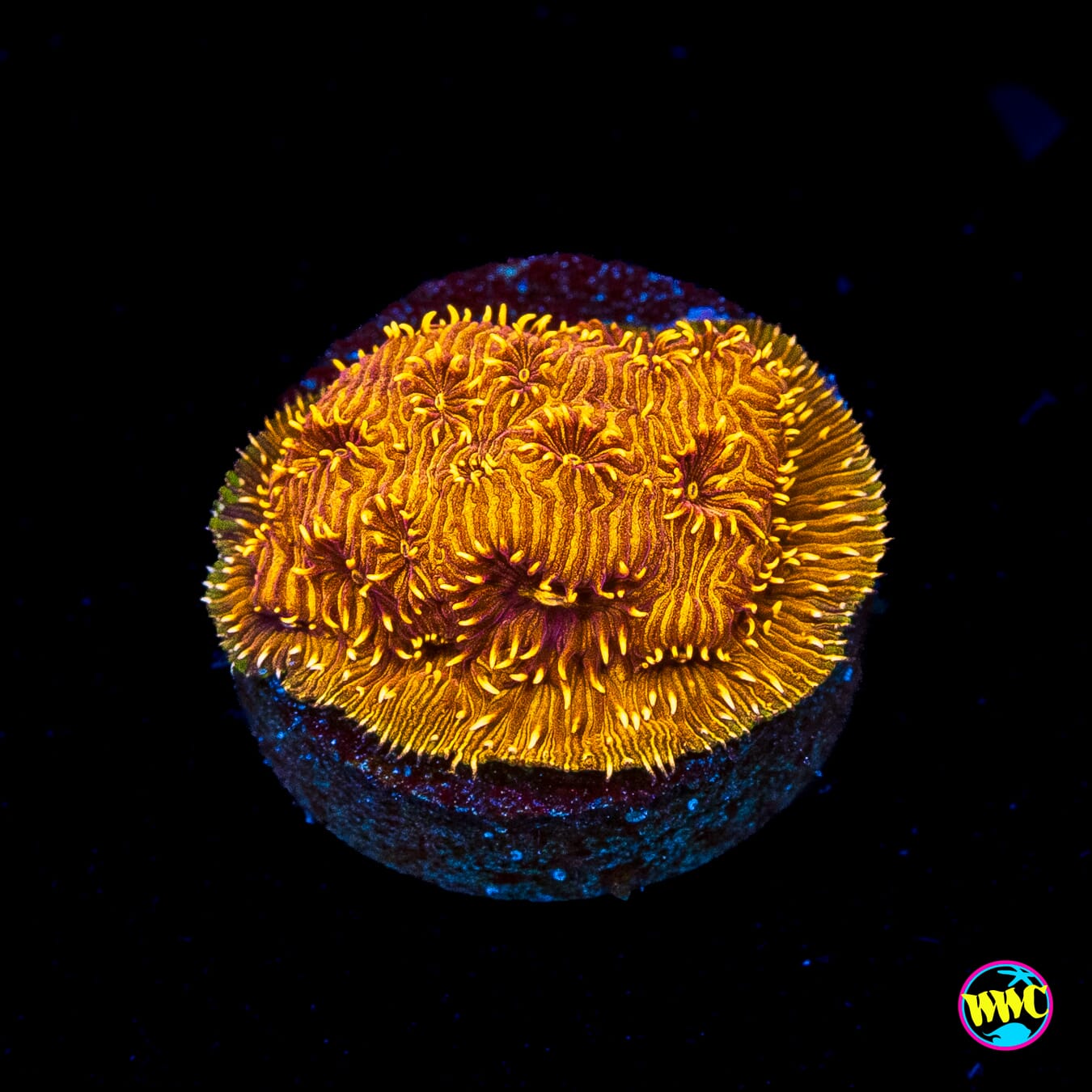 WWC Copper Pavona