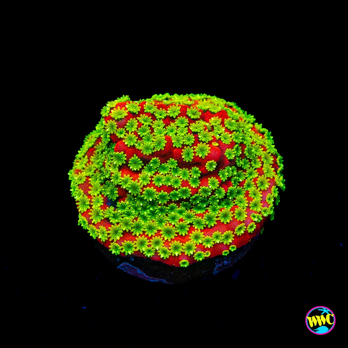 Sunset Montipora
