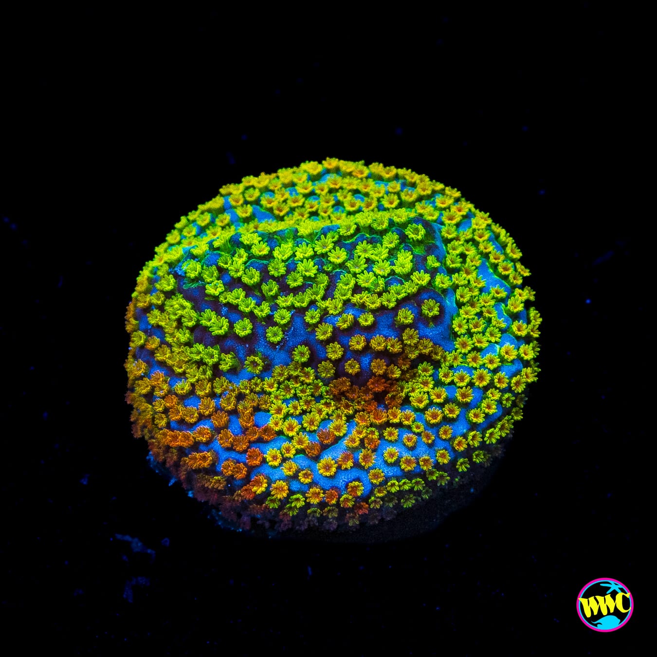 Jason Fox Grafted Rainbow Montipora