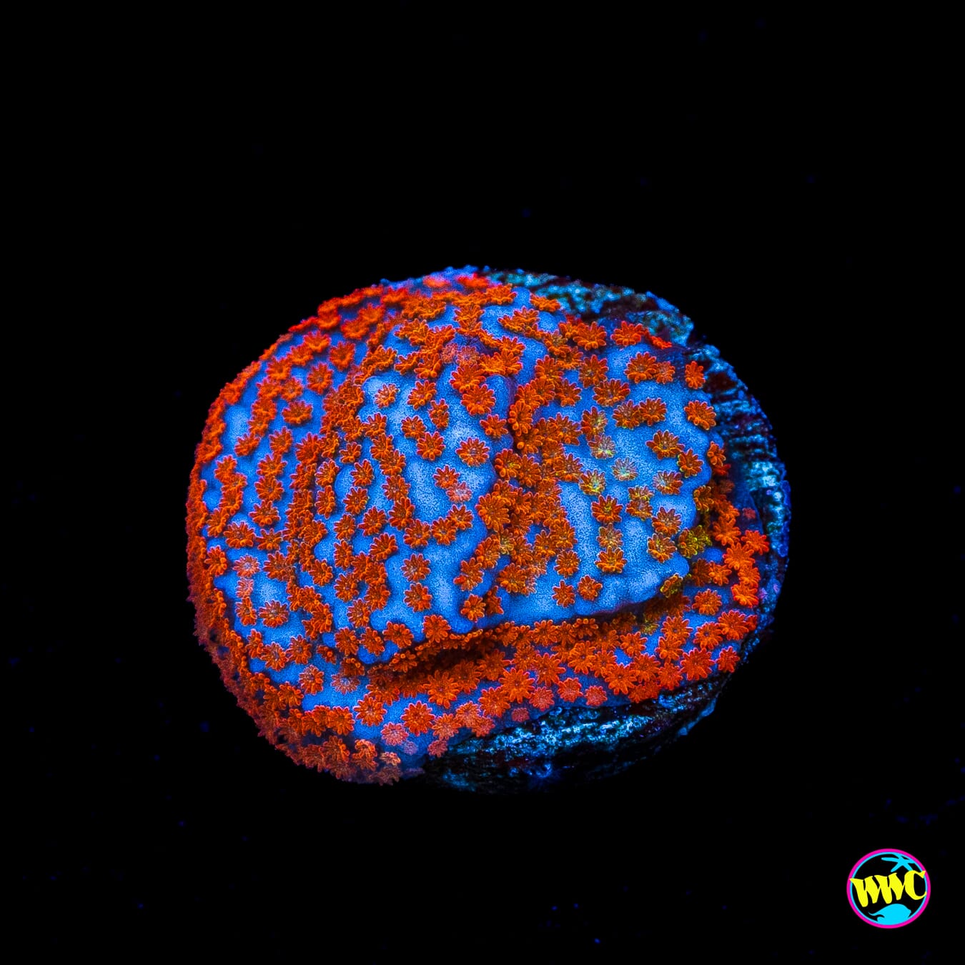 Rainbow Montipora