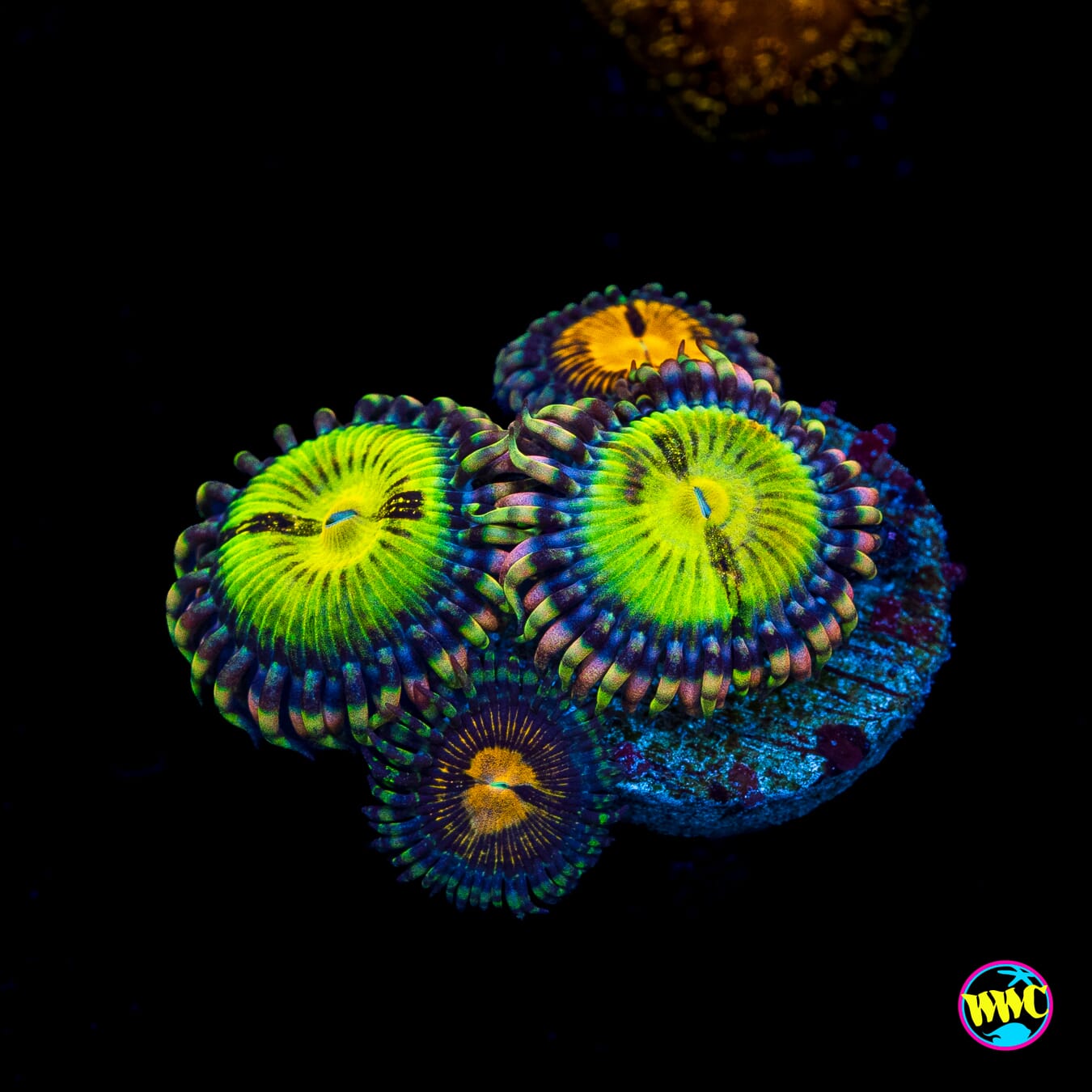 Jason Fox Butt Muncher Zoanthids