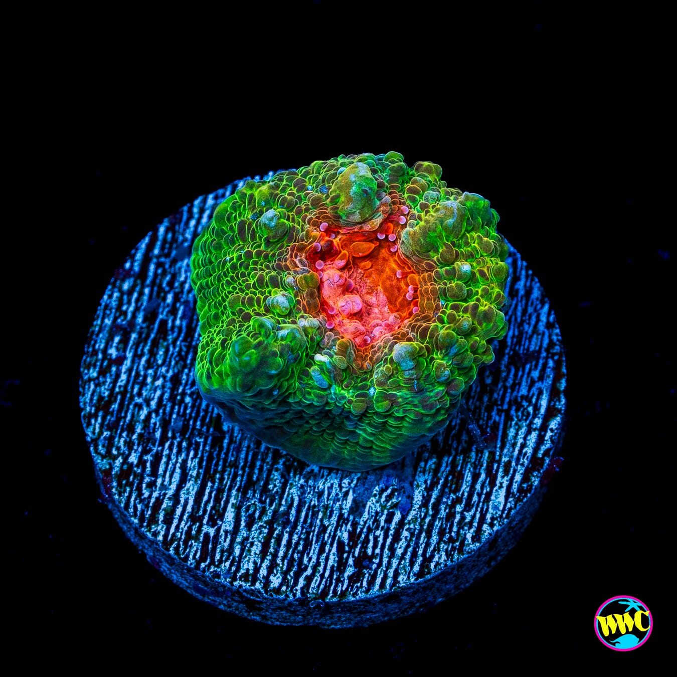 Monster Eye Chalice