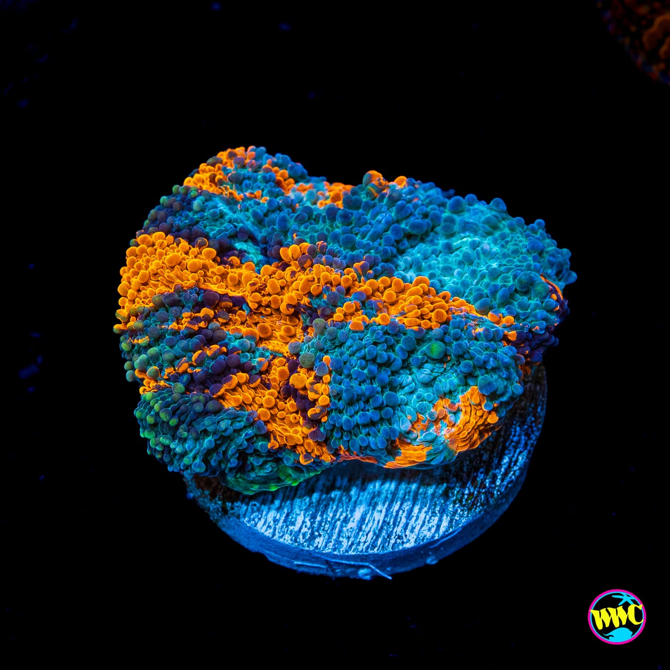 Earthbound Echinata