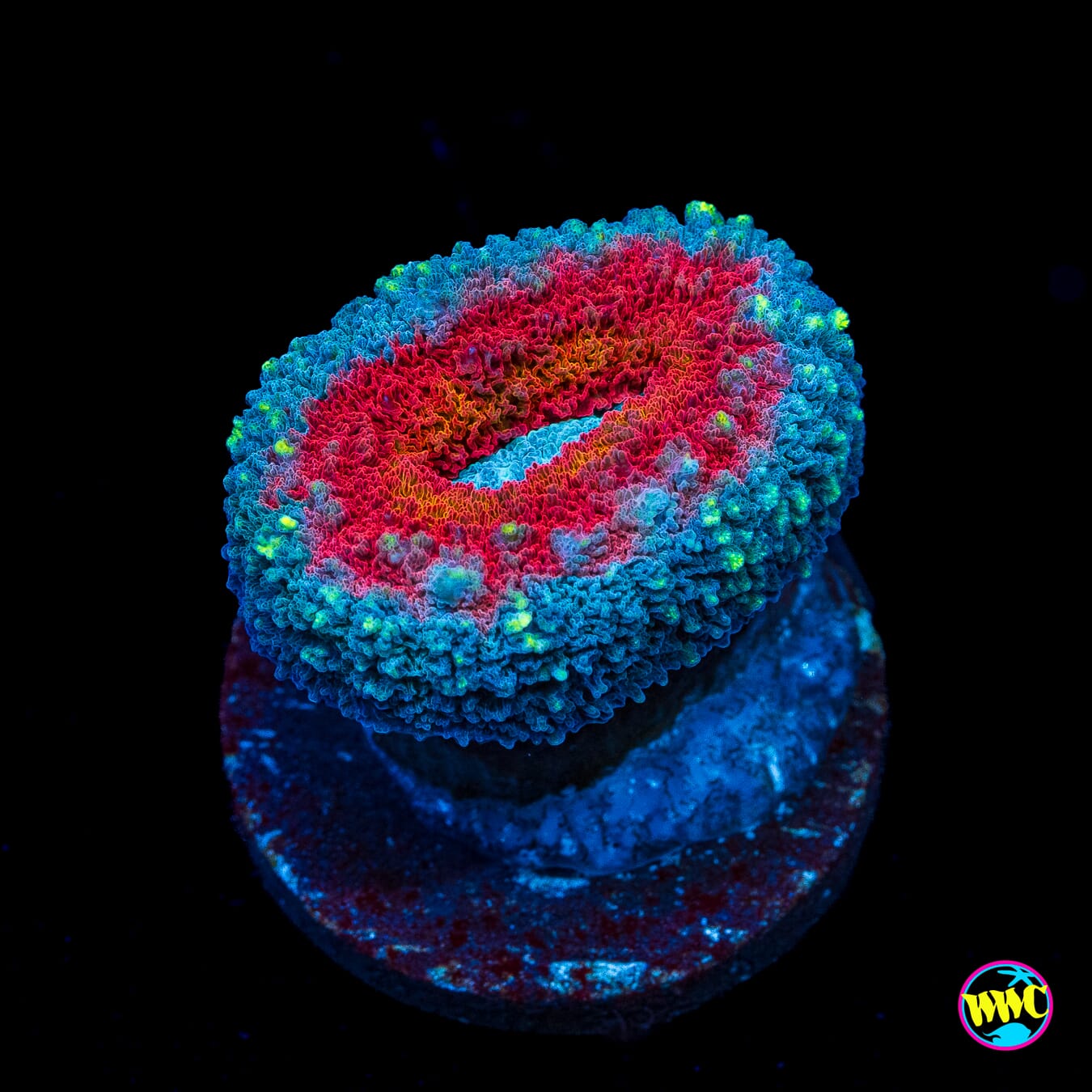 Stars and Stripes Lobophyllia