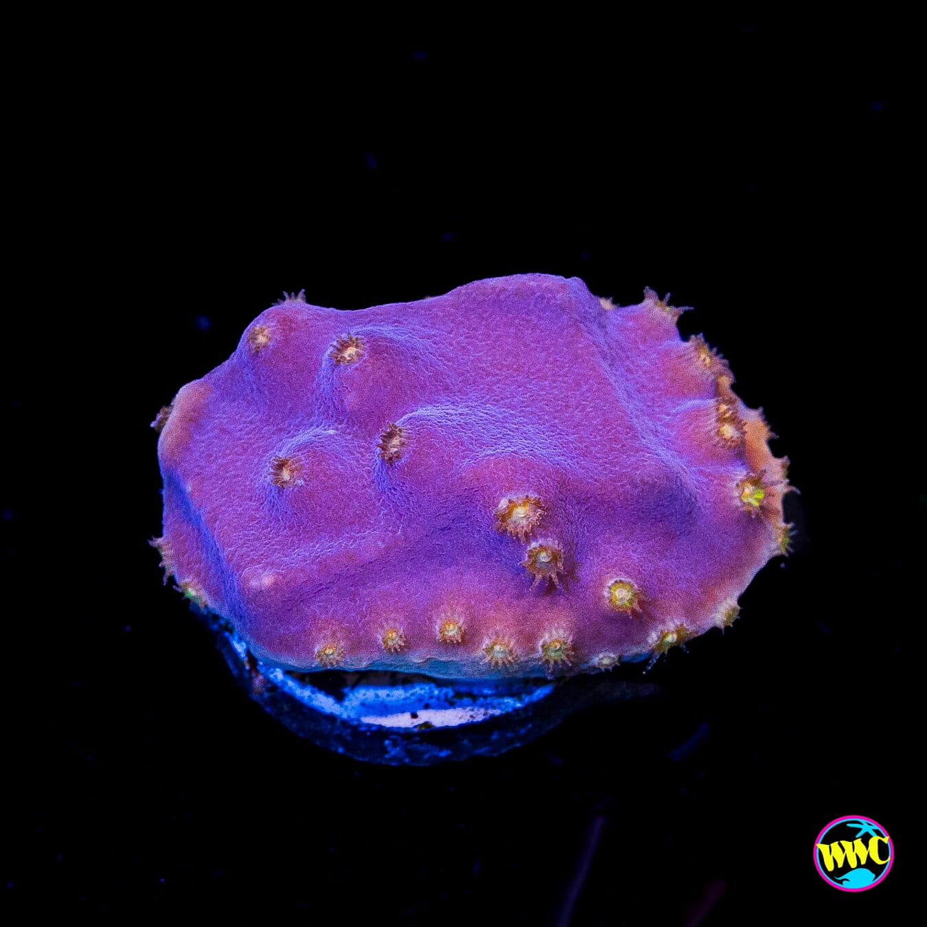 WWC Lakerz Turbinaria