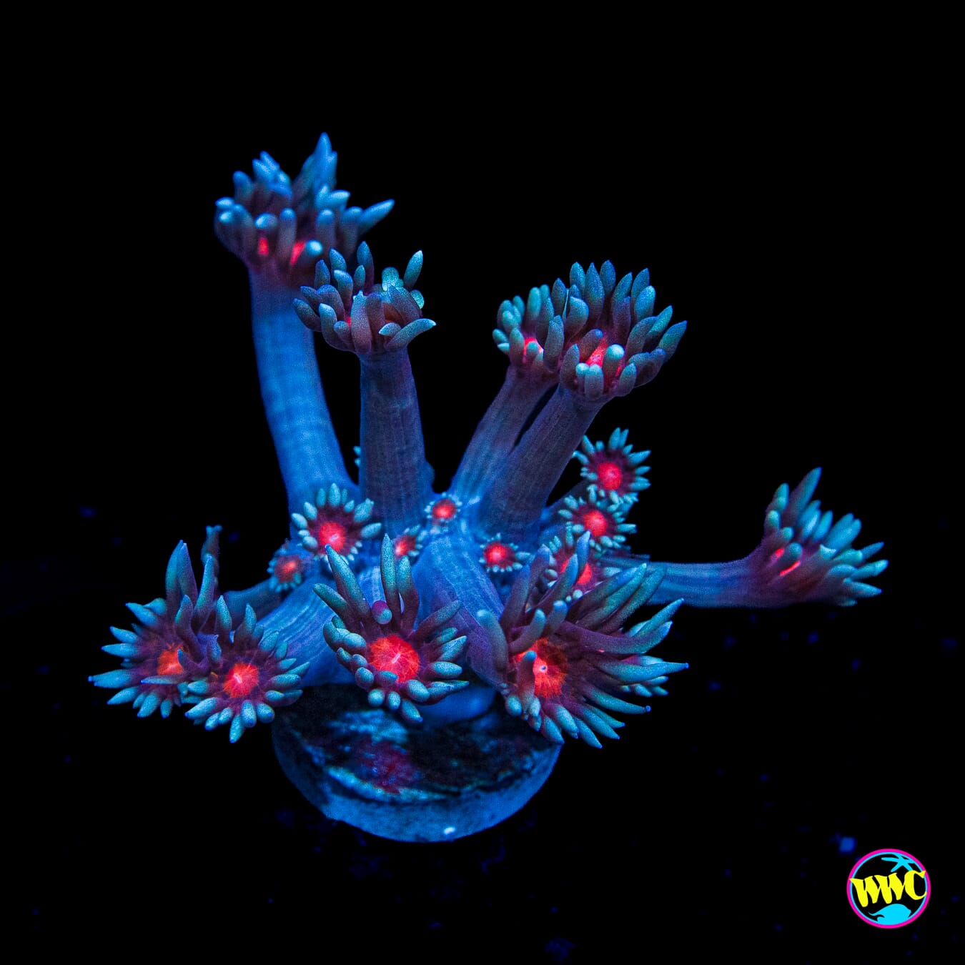 WWC Bloodshot Goniopora