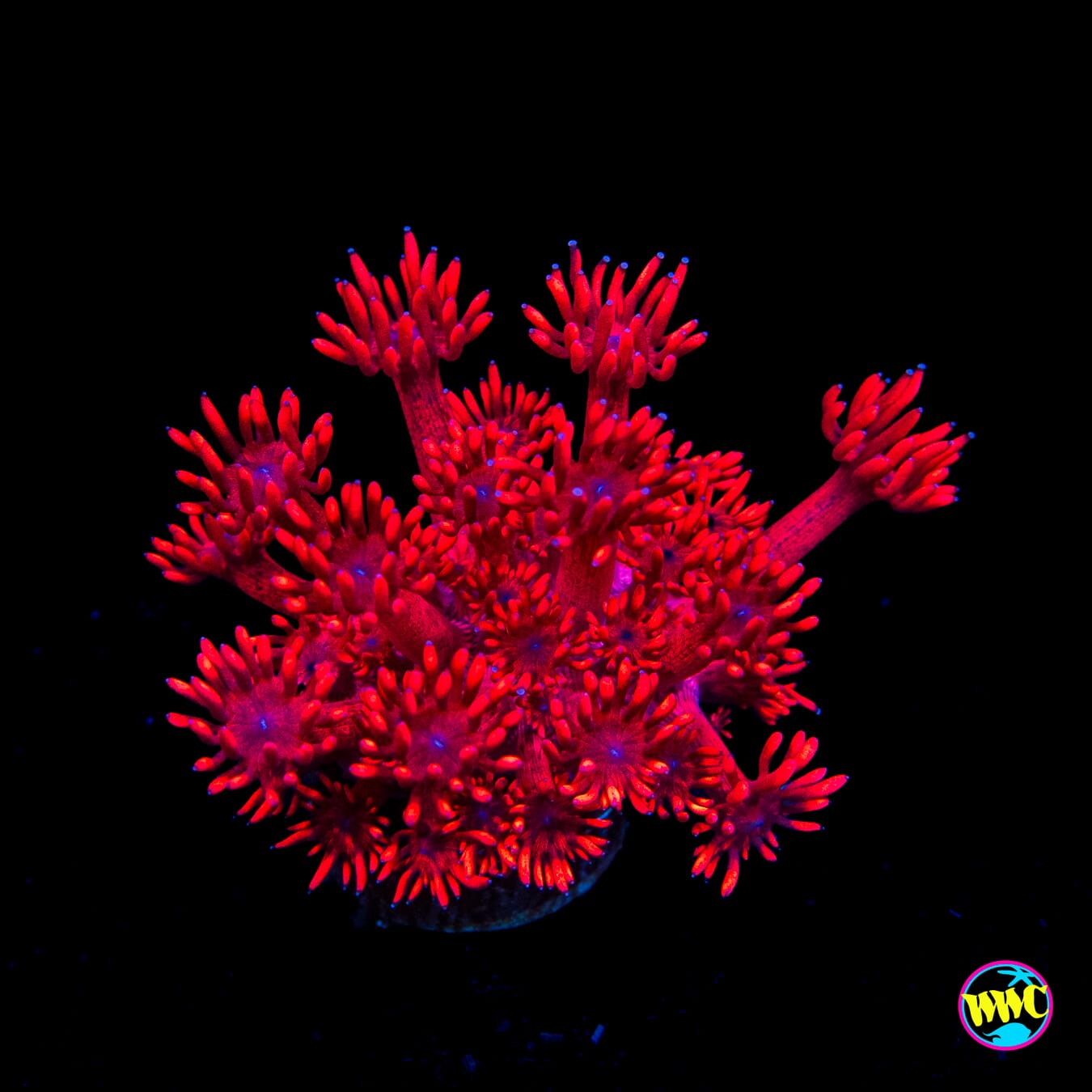 Inferno Goniopora