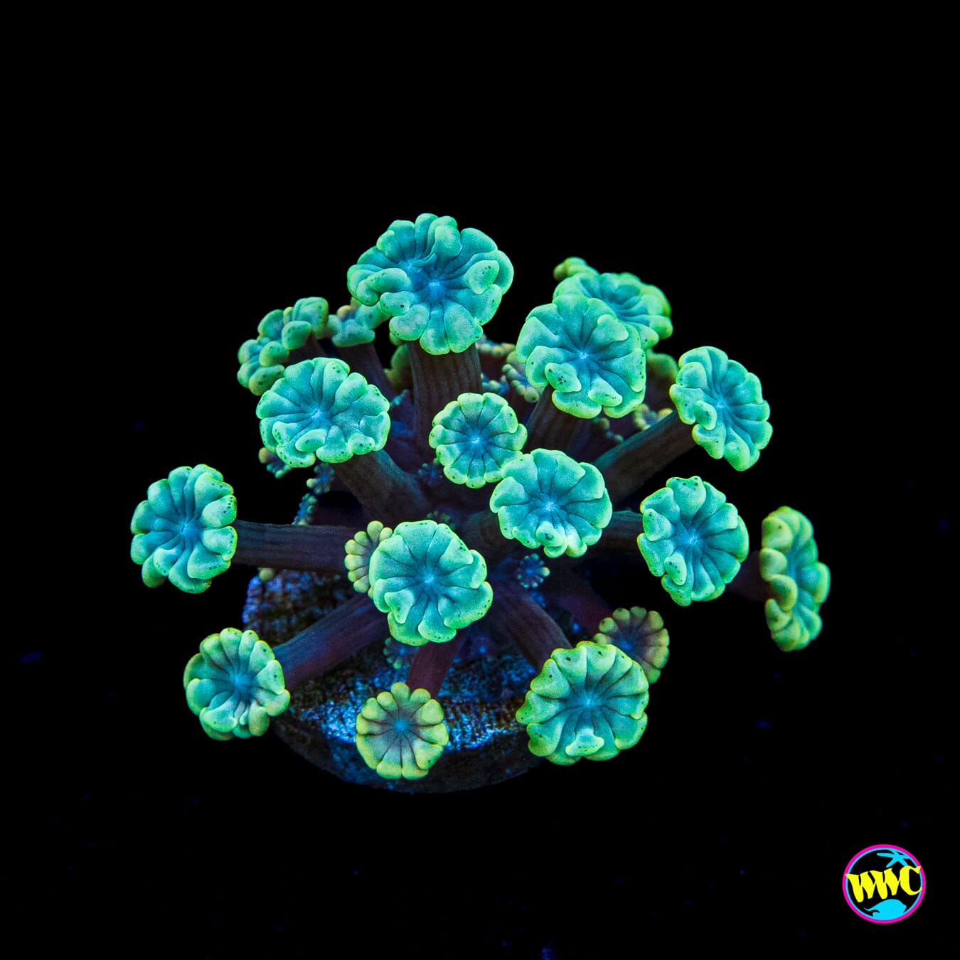 Emerald Hologram Alveopora