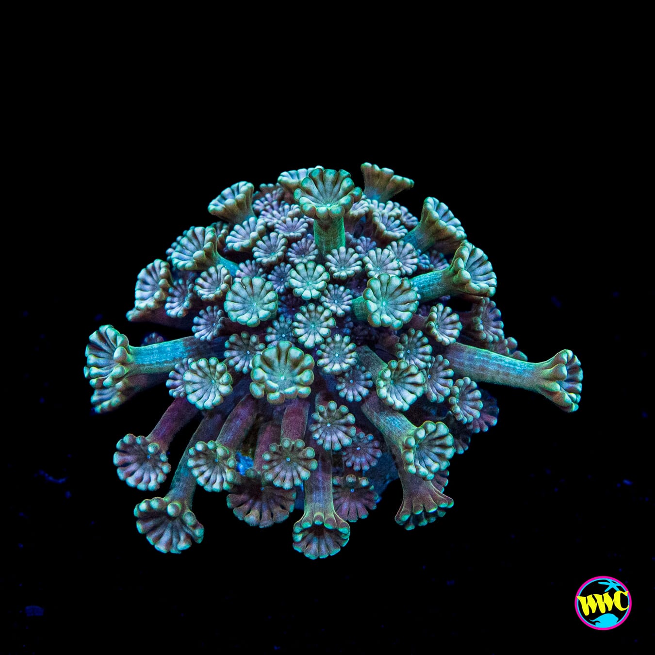 Pinkerton Alveopora